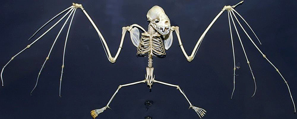 A skeleton of a bat against a black background. The wings and legs are spread, showing the same set of bones that make up a human’s arms and legs with five fingers and toes at the end of each limb.