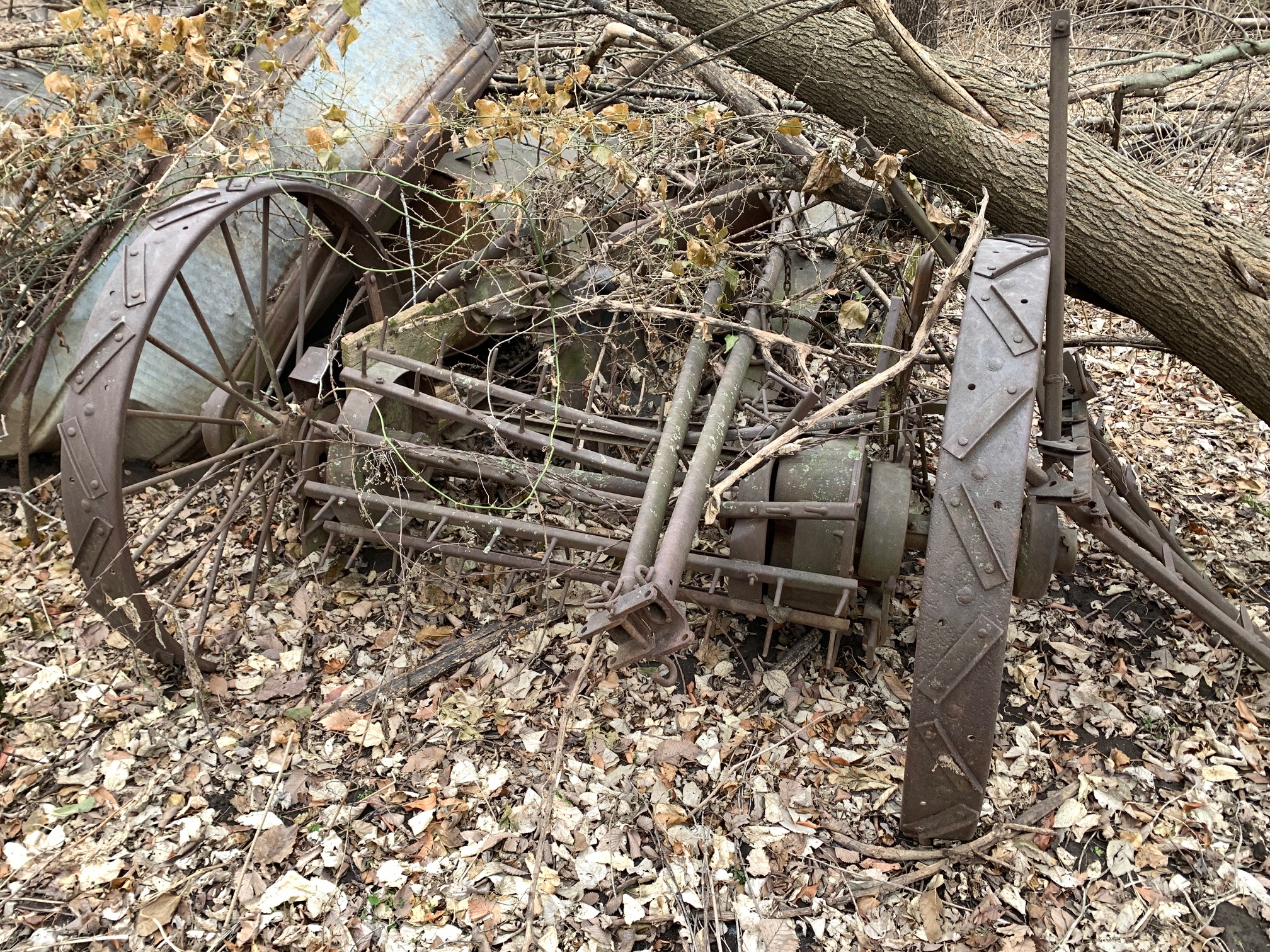 A discarded, ground-driven manure spreader emerges from the tangle of forest floor vegetation every fall. The implement is a horse- or tractor-drawn wagon with a moving floor and whirling beaters attached at the rear. When operating, chains and bars scrape along the bottom of the wagon box and deliver material to the spinning spreaders, which pulverize the manure and fling it wide and far onto the ground behind. Power comes from the team (or tractor) through gears driven by the rear wheels. Angled lugs stud the wheel rims. The lugs grip the soil and transfer power to run the machinery.