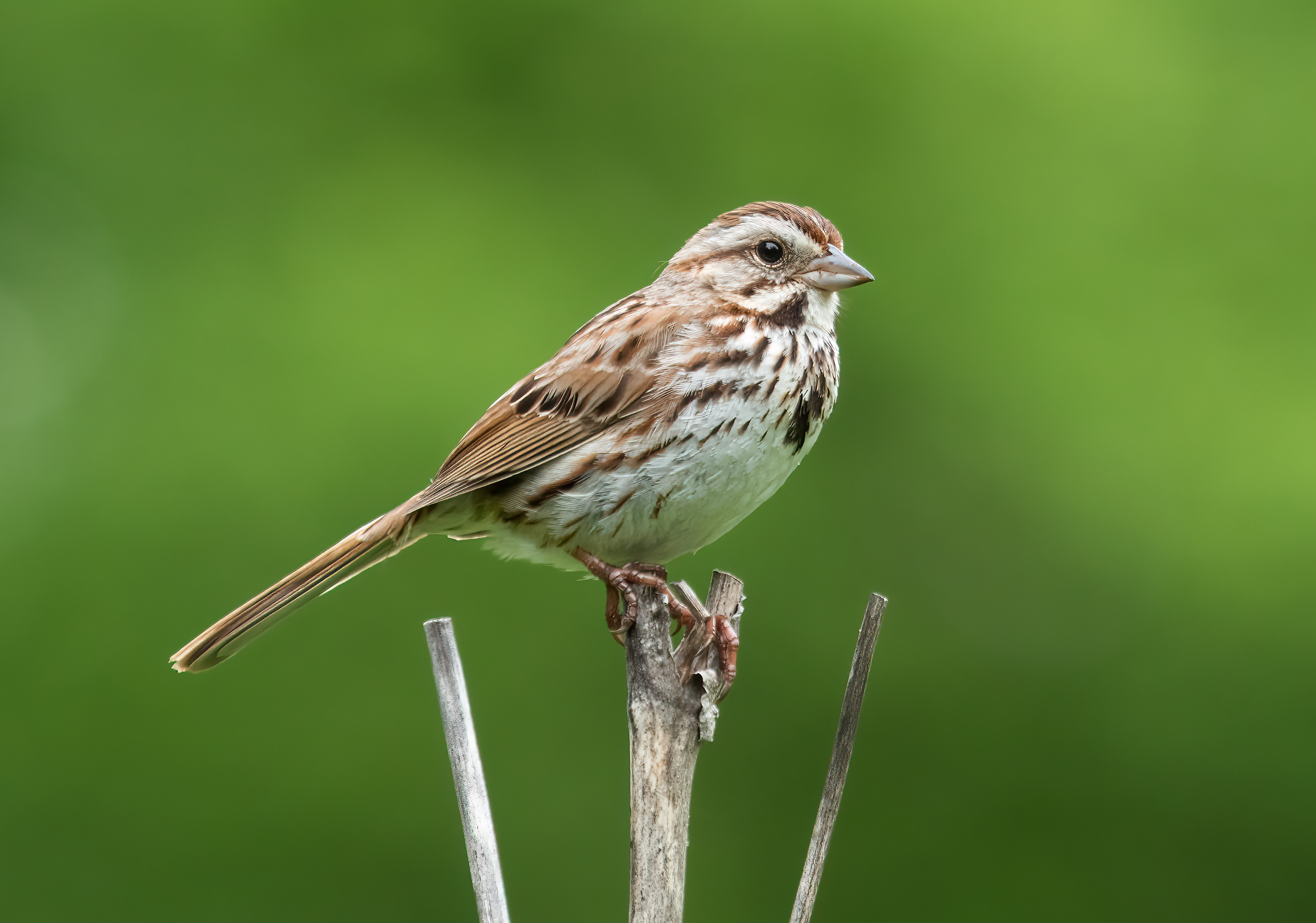Small songbird with brown and tan stripe markings, perches on a twig. Bird’s wings and tail are folded and it is seen in profile, facing to the right. Small black eye and tan, cone-shaped beak. Only the bird is in focus and the background is a blurred green color. The subject and composition of this photo have earned it “Featured” status on Wikimedia, among thousands of images on the site. Example of an unusually high-quality image, we thought it was “just right” for this article.