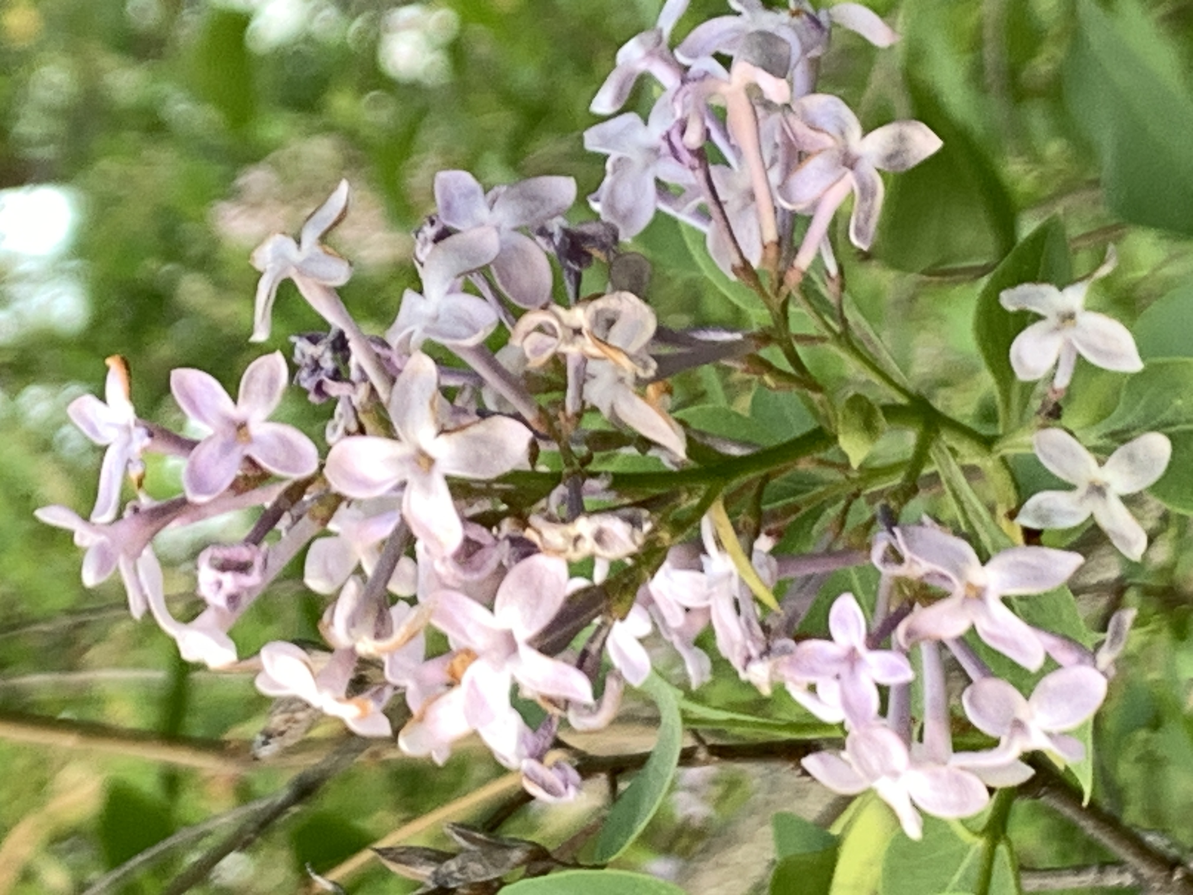 Light purple, 4-petaled flowers grow in a cluster among green foliage in a close-up image of lilacs on Owl Acres.