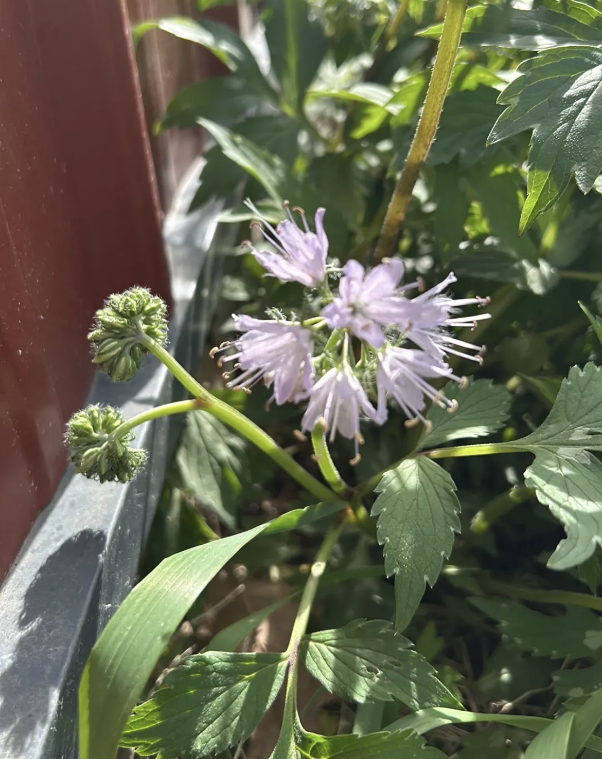 Tender leaves and a lavender flower cluster of Virginia Waterleaf crowd up against red siding of the shop building on Owl Acres.