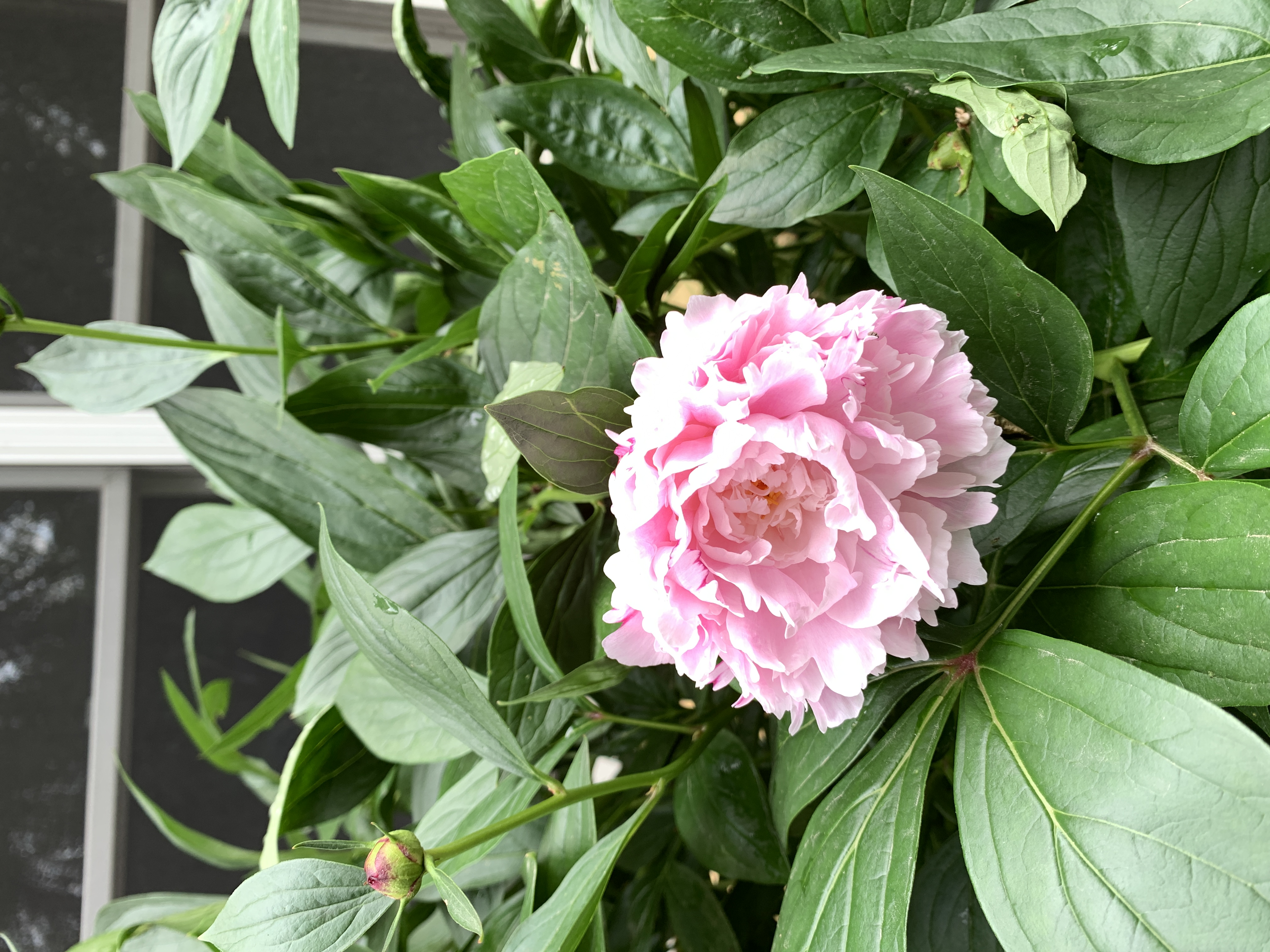 Large pink flower stands out from dark green foliage. Peony blossom has dense, crepe-paper-like petals that form a soft ball atop a short stalk.