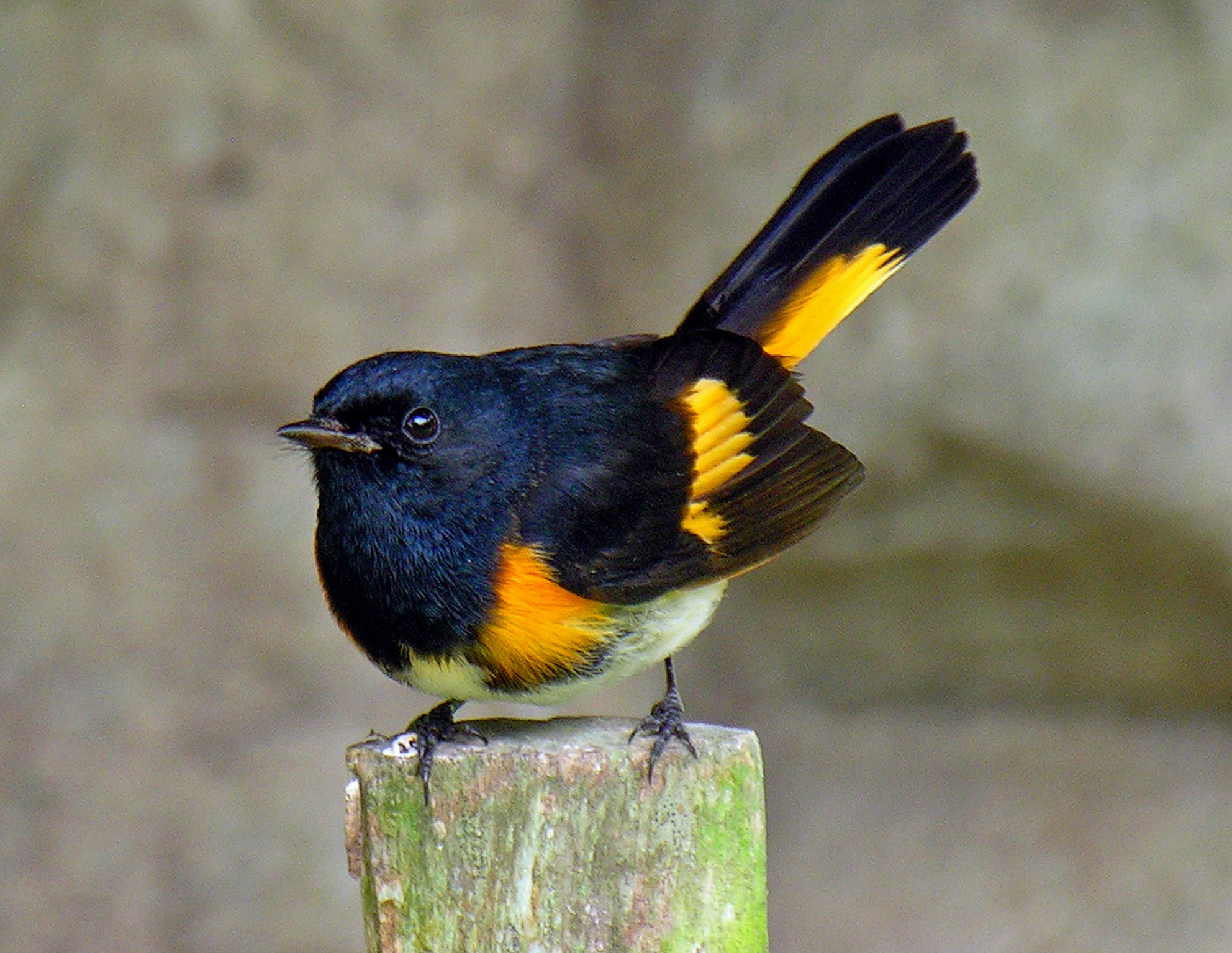A songbird perches on top of a post, facing the camera. American redstart has a black head and mainly black body, with bright yellow and white patches on his underside, wings and tail.
