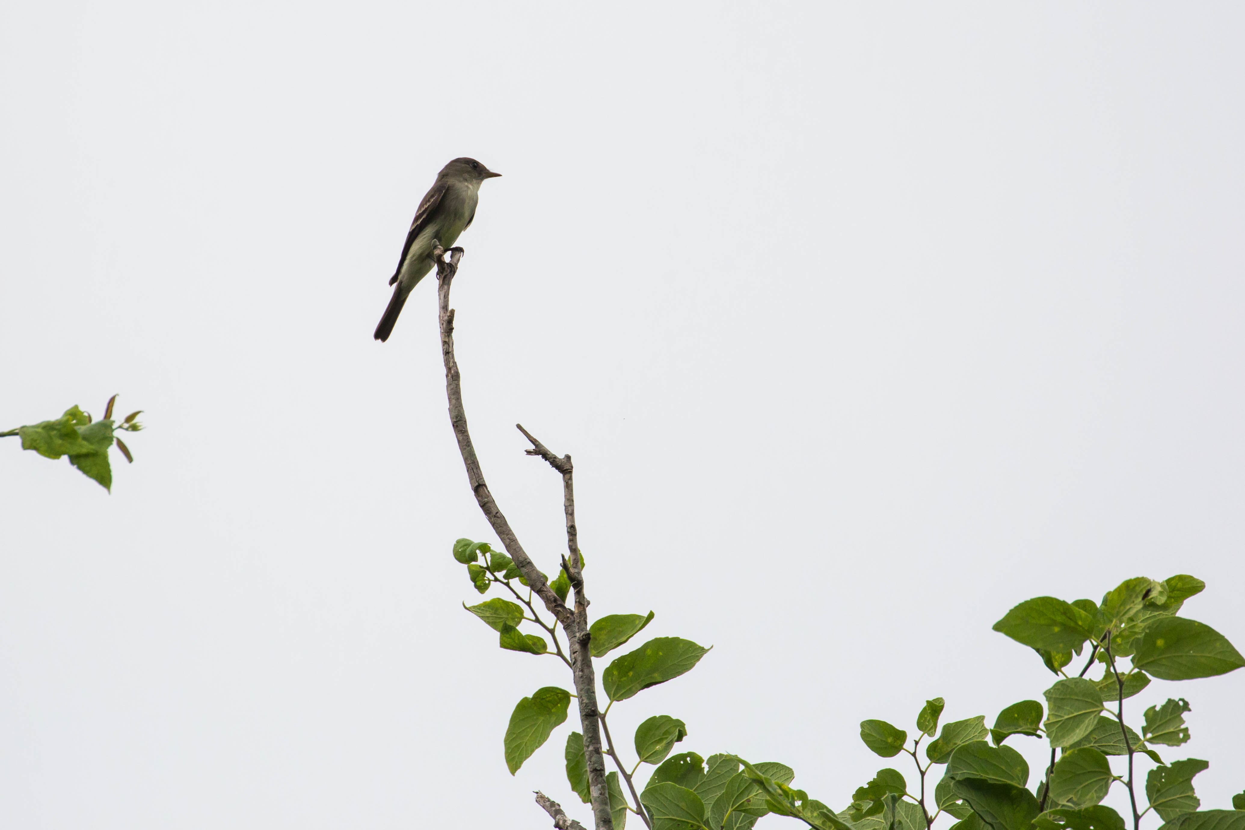A little grey songbird perches atop a bare twig. Eastern Wood Pewee waits to sally forth on its next mission to snag dinner-on-the-wing.