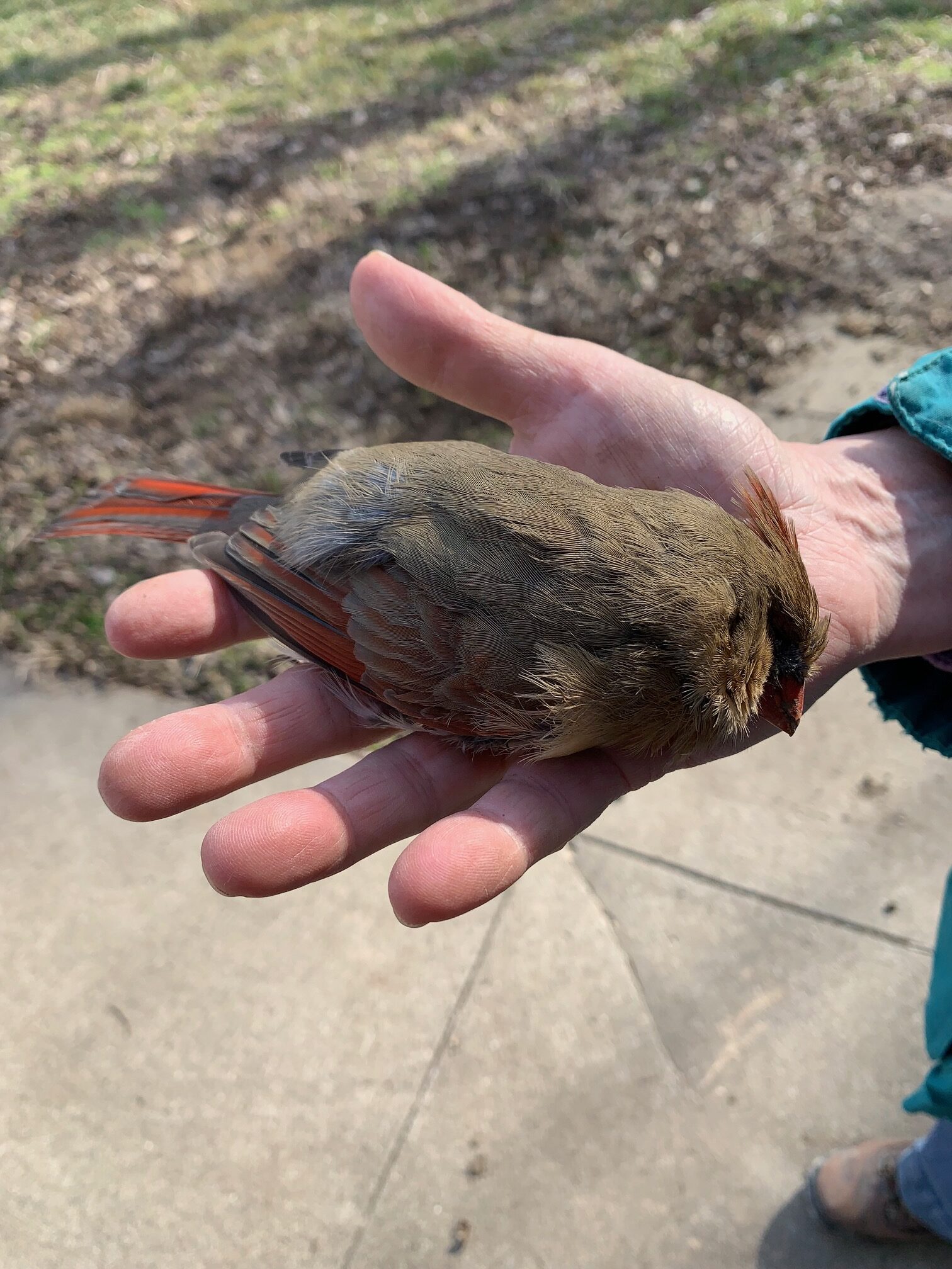 A female cardinal rests in Karen’s hand, victim of a lethal encounter with a window.
