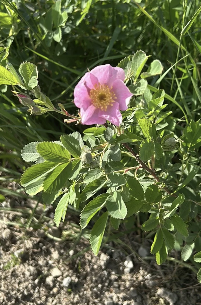 Iowa’s State Flower is a ditchweed. Flat, open pink flower with five petals and yellow center, it blooms on a stout shrub by a dusty roadside. Wild Prairie Rose is a hardy native, adapted to its sometimes-harsh habitat. Even though the virgin prairie is long gone, the area near the gravel road mimics the wild rose’s preferred conditions, and the plant flourishes here.