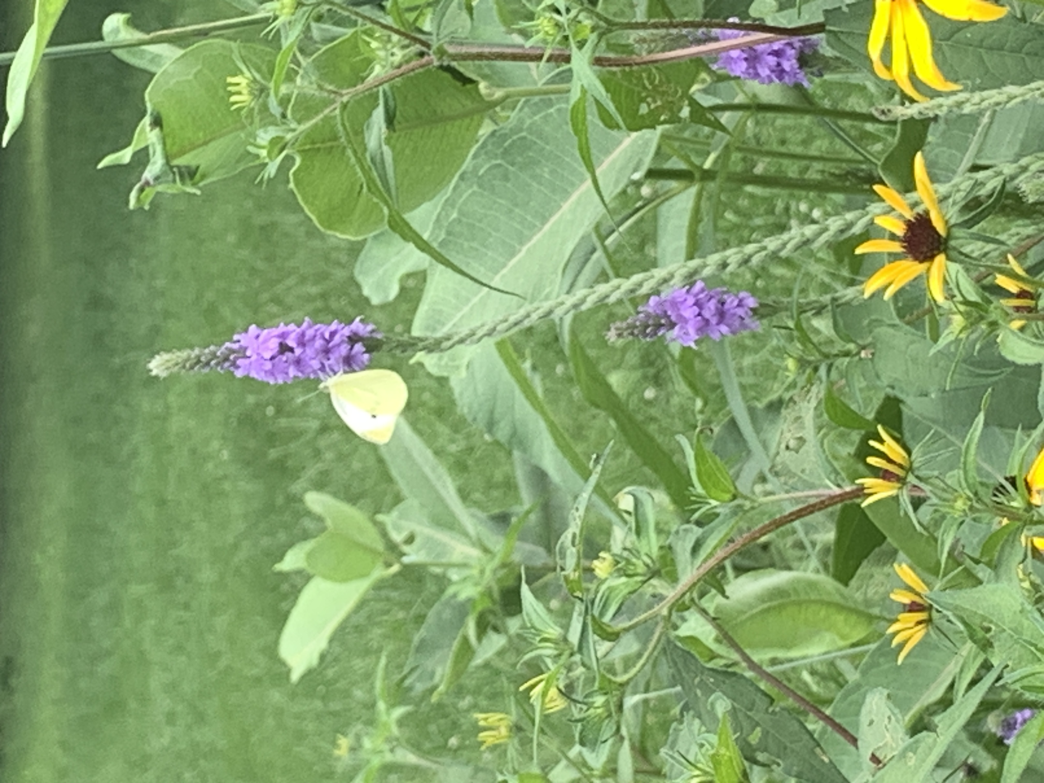 A Cabbage White Butterfly stands on the flower stalk of Blue Vervain in the prairie garden, its triangle-shaped wings held in rest posture like a sail above the animal’s body. The single spot on the forewing identifies this as a male.