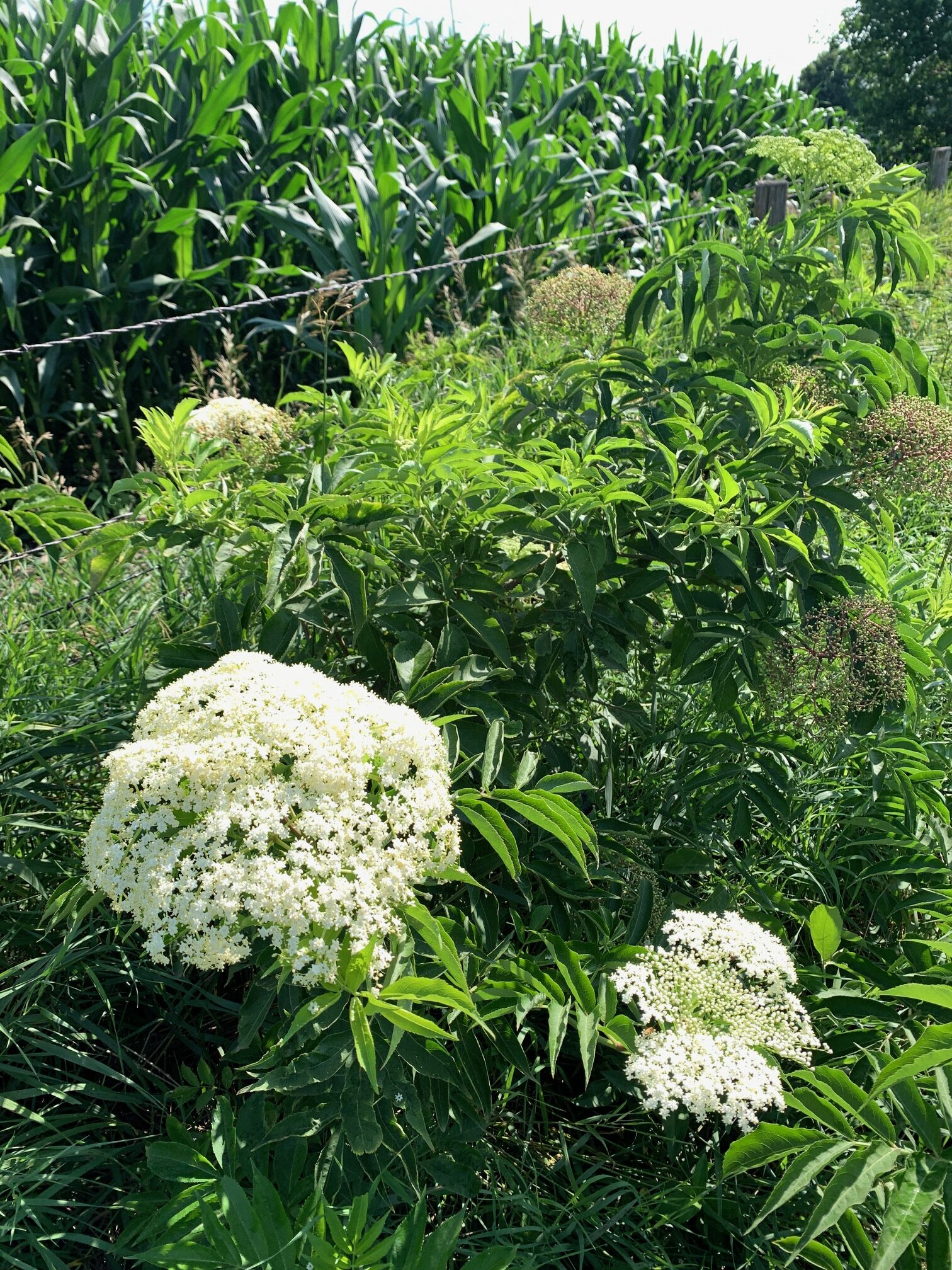 Plate-size umbels of tiny white flowers stand atop canes of Elderberry growing next to an Iowa cornfield. More flowerheads have yet to erupt.