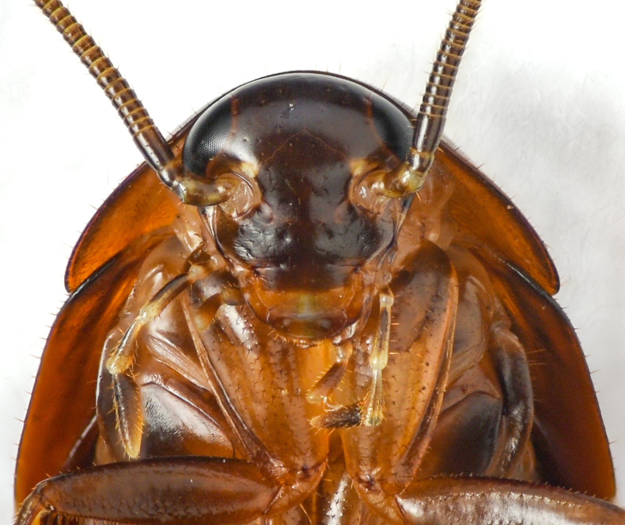 This is the creepiest image we could find. A close-up of the face of American Wood Cockroach. Brown and shiny, its antennae sprout from the triangular head and go out of the frame. The compound eyes occupy two corners of the triangle above the antennae attachment points. The mouth forms the bottom point.