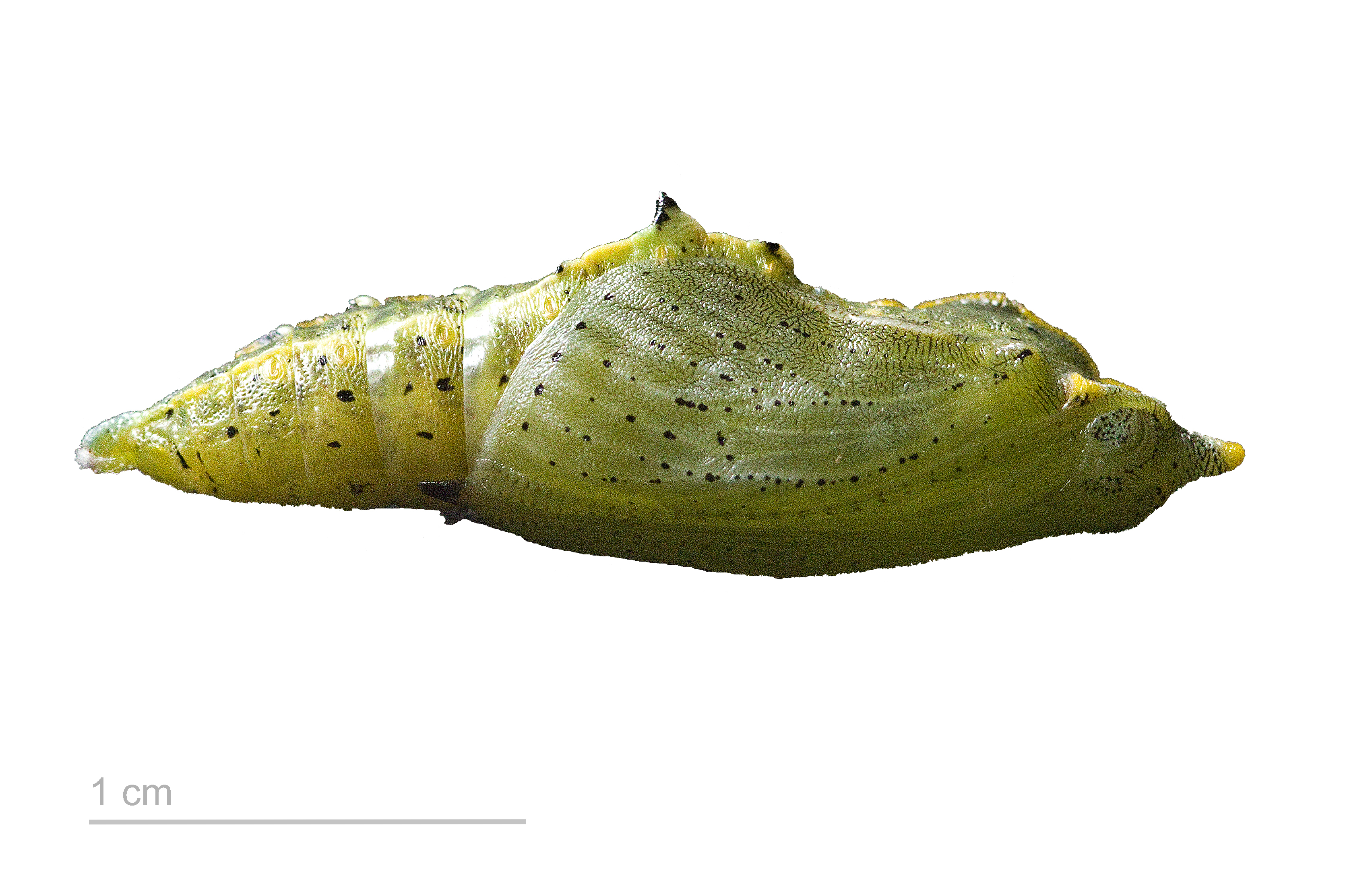 Chrysalis of Cabbage White Butterfly. Green and knobby with black dots, the pupa tapers to a point at each end. It emerges the last time the caterpillar splits its skin.