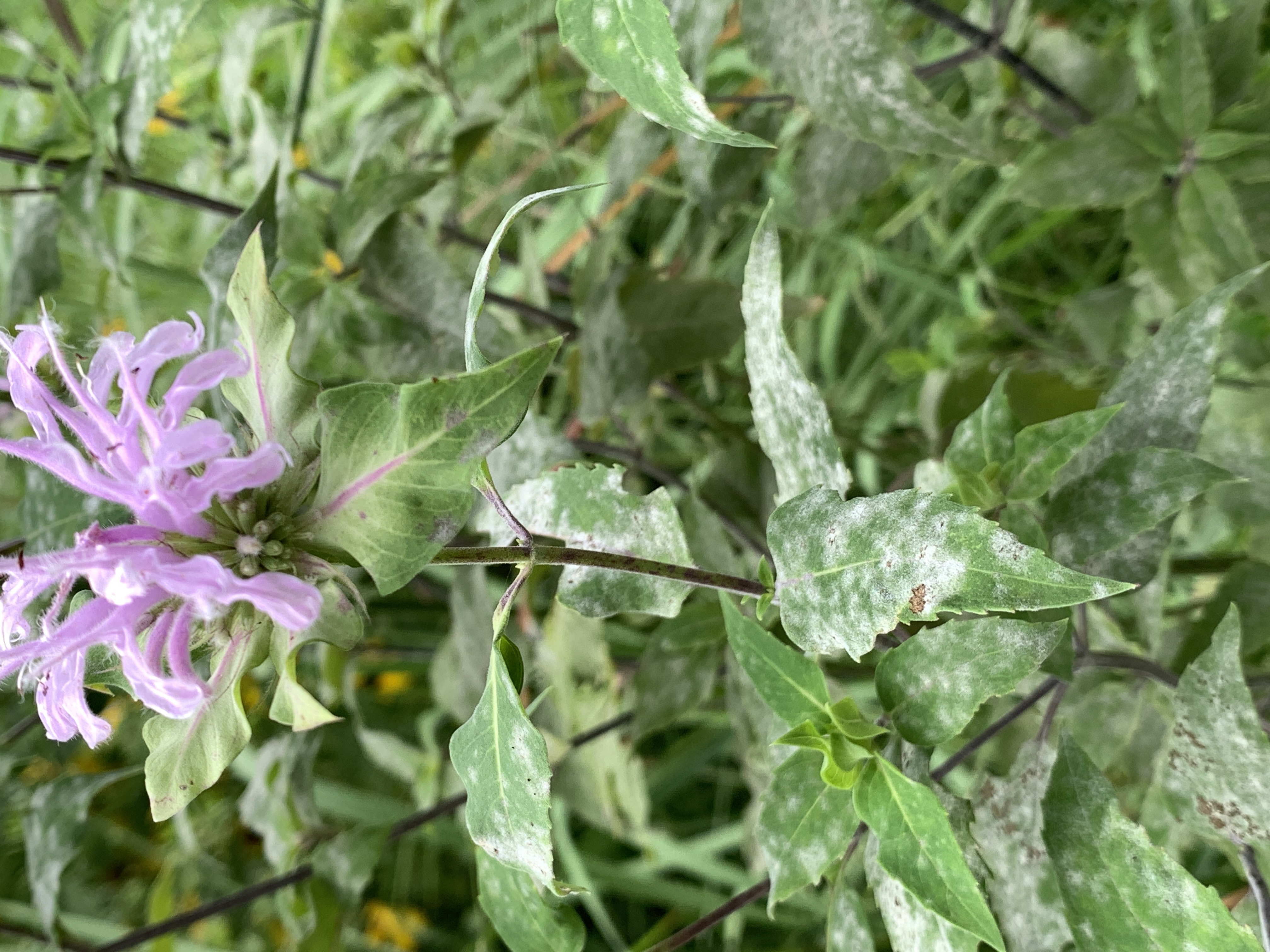 White dusty coating of Powdery Mildew on the leaves of Wild Bergamot in the prairie garden. The purple flower head of the host plant is visible at top of frame.