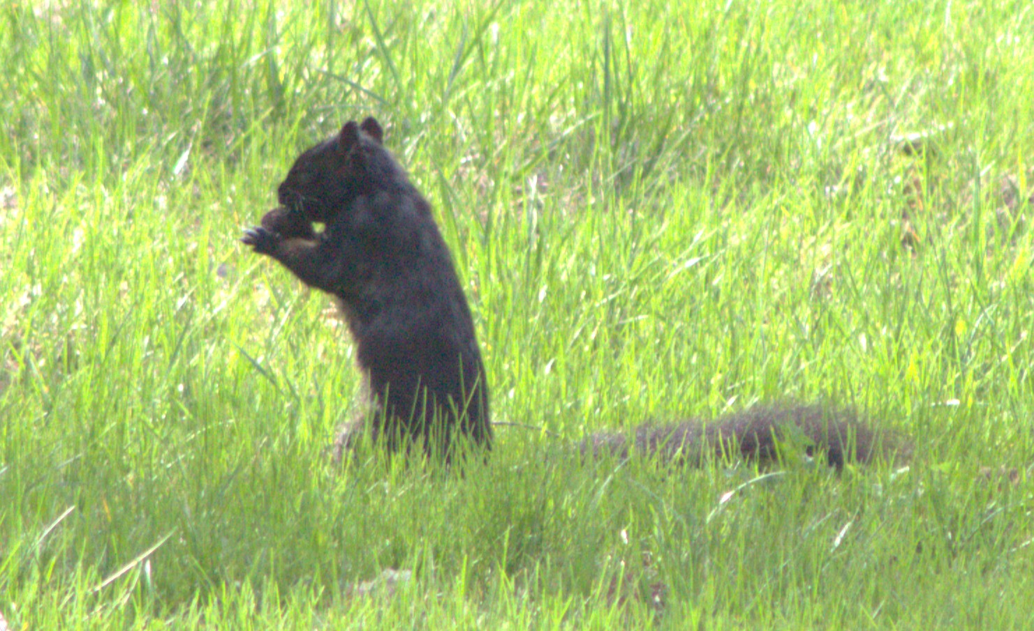 A black morph Fox Squirrel sits up in the yard, clutching a nut.