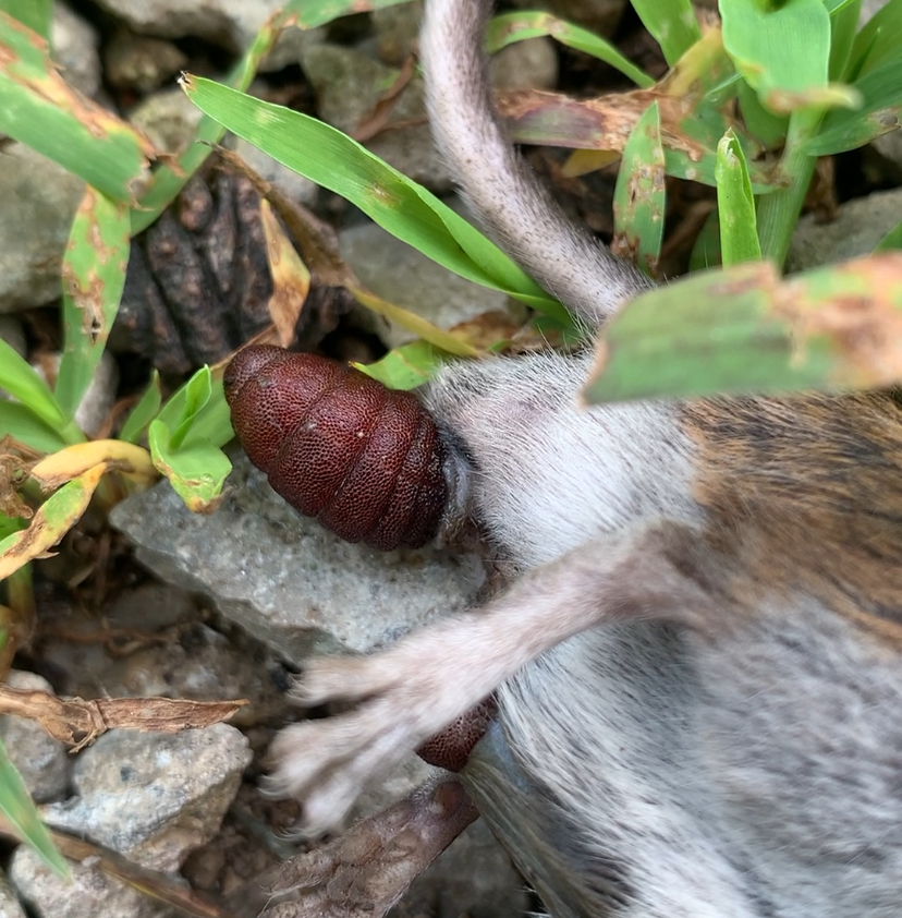 A deep red, fat larva (Mouse Bot Fly) wriggles free from near the anus of a dead mouse, which has been the bot’s host until today. The larva is not ready to pupate and will die also. This bot is one of at least three that were inside the mouse’s body. A second bot can be seen exiting beneath the mouse’s hind foot.