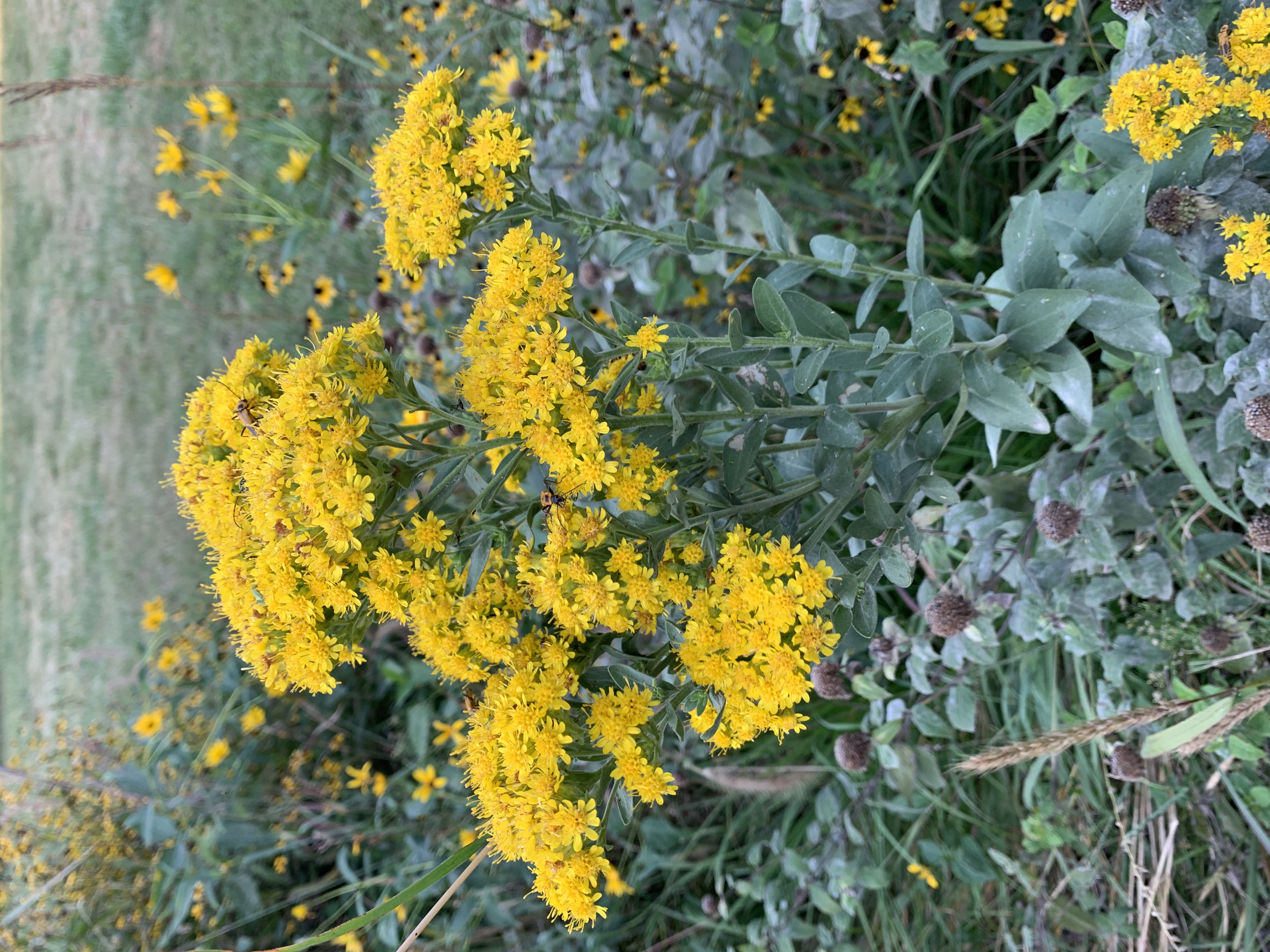 Late summer extravagance in the prairie garden. Stiff goldenrod stands tall, its dense cluster of tiny yellow flowers promises (and delivers) feast for all.