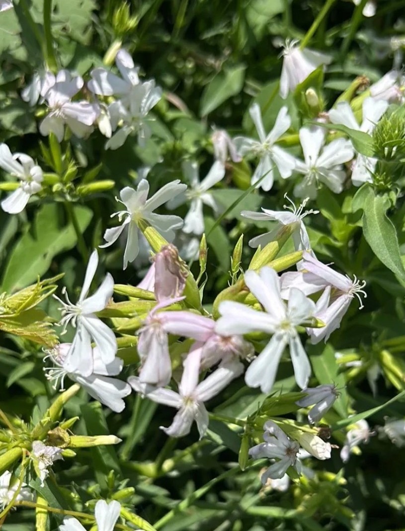 Twenty or more fived-petaled blossoms burst from green foliage in this photo from the fencerow. The blooms of Bouncing Bet are small, a little over half an inch across. Long white petals and short stamens splay from atop tube-shaped flowers.