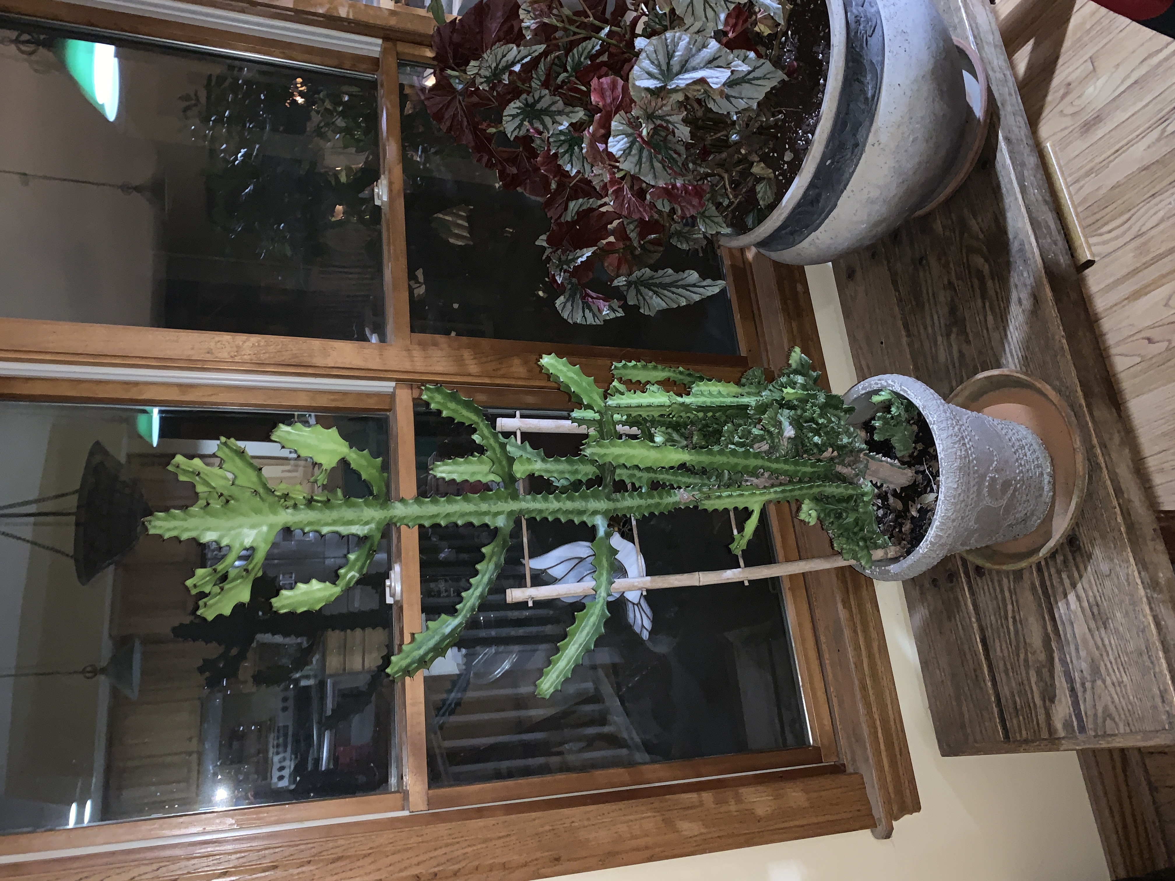 A green, columnar plant sends triangular branches up from a central stem.  Short spines line the edge of each lobe. Triangle cactus or Dragon Bones or any of numerous other names, it makes a great house plant.