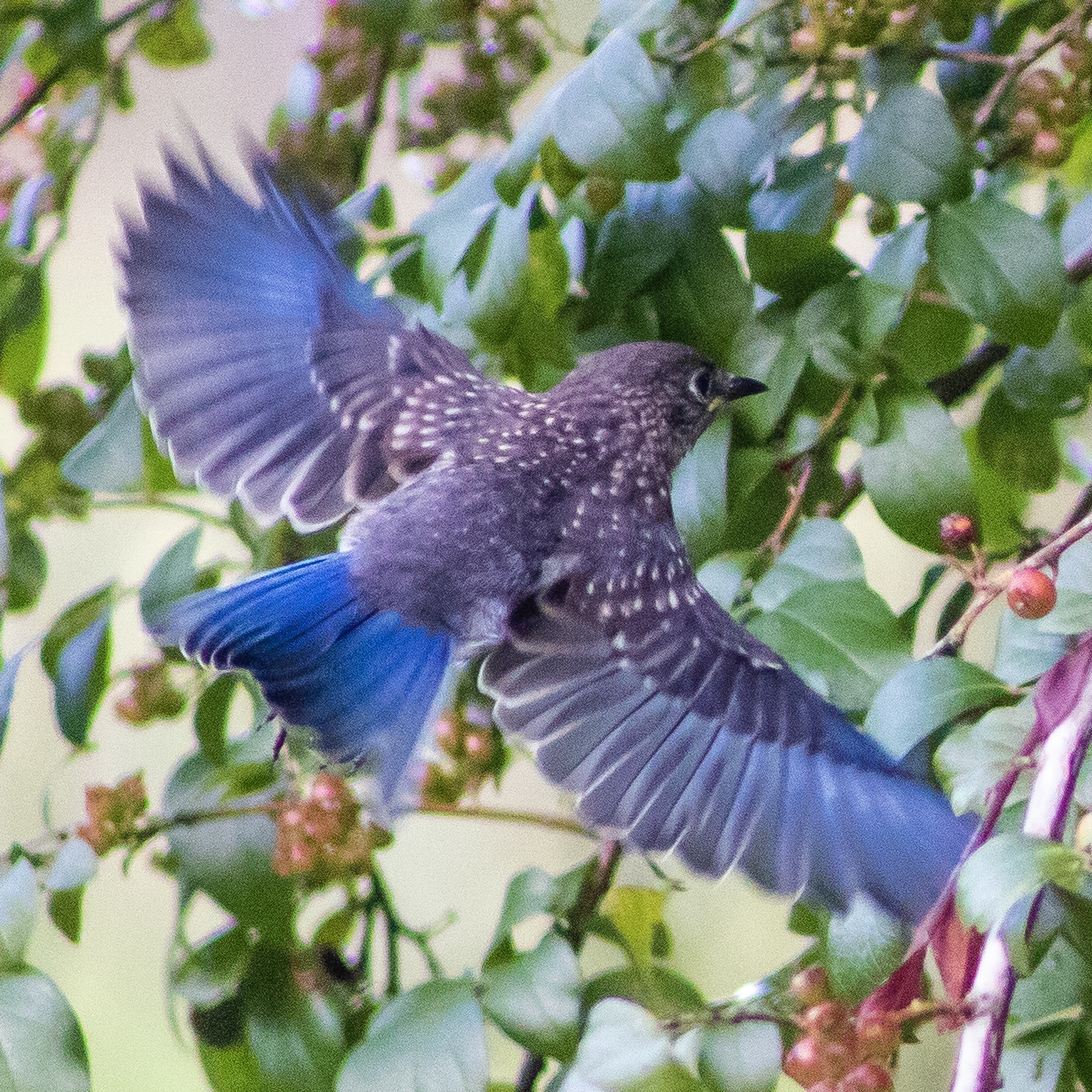 A small songbird is pictured from behind and above, in flight with wings fully outstretched. Vivid, iridescent blue light shines from every feather. As the bird is in flight, this is an instant shot that can only be captured with a camera, by a committed and patient photographer. Please enjoy this moment with our Eastern Bluebird.