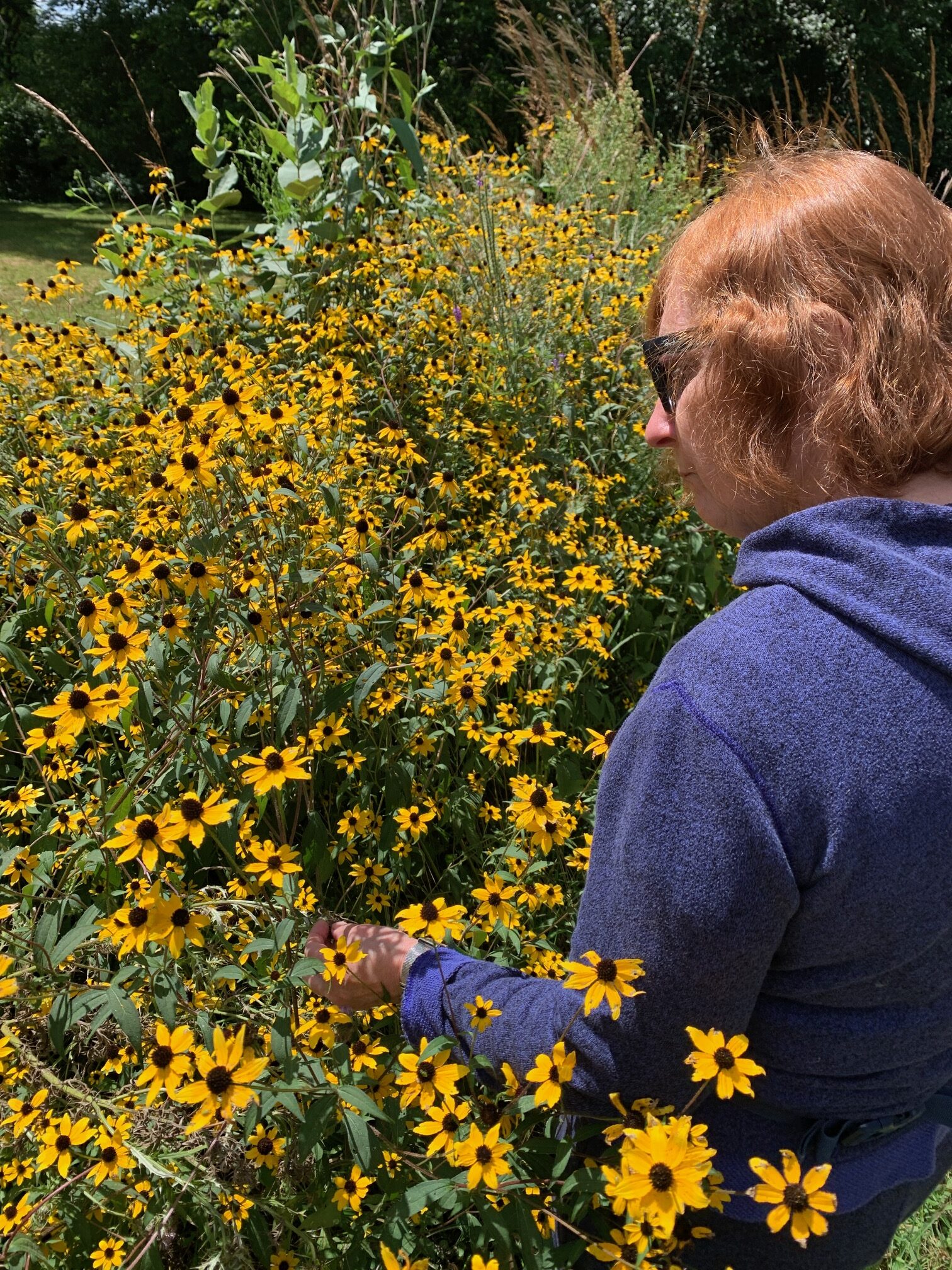 Brown Eyed Susans are in profusion in the prairie garden. Karen is surrounded by the riotous horde of yellow inflorescences with dark brown centers. Each flower-unit is actually a mass of dozens of separate flowers. Ringing the edge are ray flowers, each bearing exactly one of the long yellow petals. At a distance, it resembles a single, daisy-like flower about an inch and a half across.