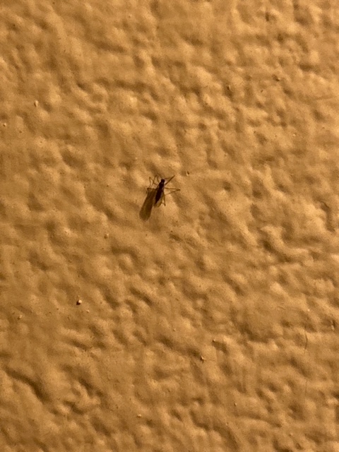 Photo by Author Alt Text: A tiny black insect clings to a wall. The camera can’t zoom in close enough to get much detail. We submitted the photo to an AI-powered insect identification app to see what it might tell us. We were not disappointed.