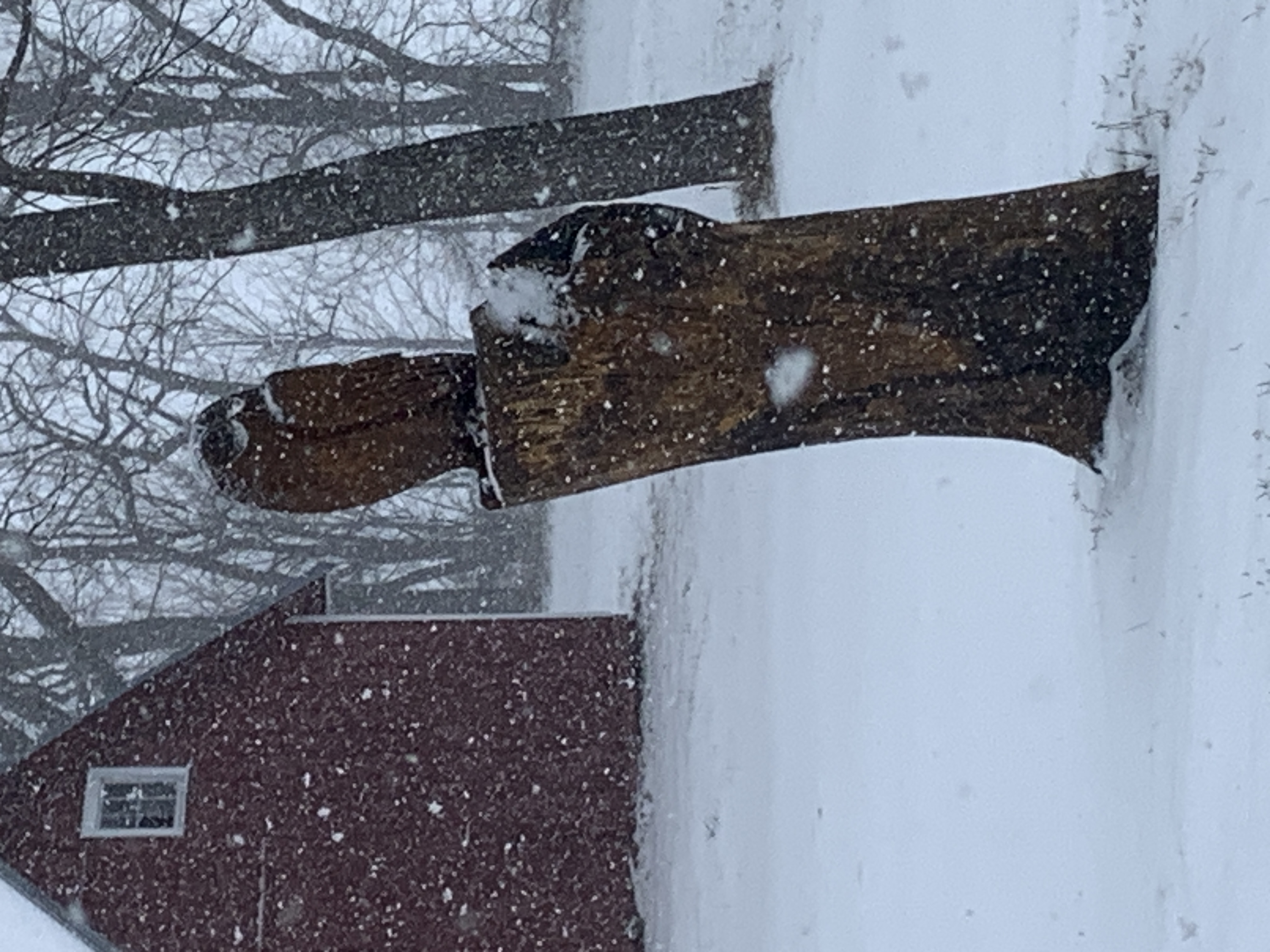 The Barred Owl Sculpture stands among bare trees, near the old shed on Owl Acres. The first snowfall of the new winter season fills the air and covers the ground.