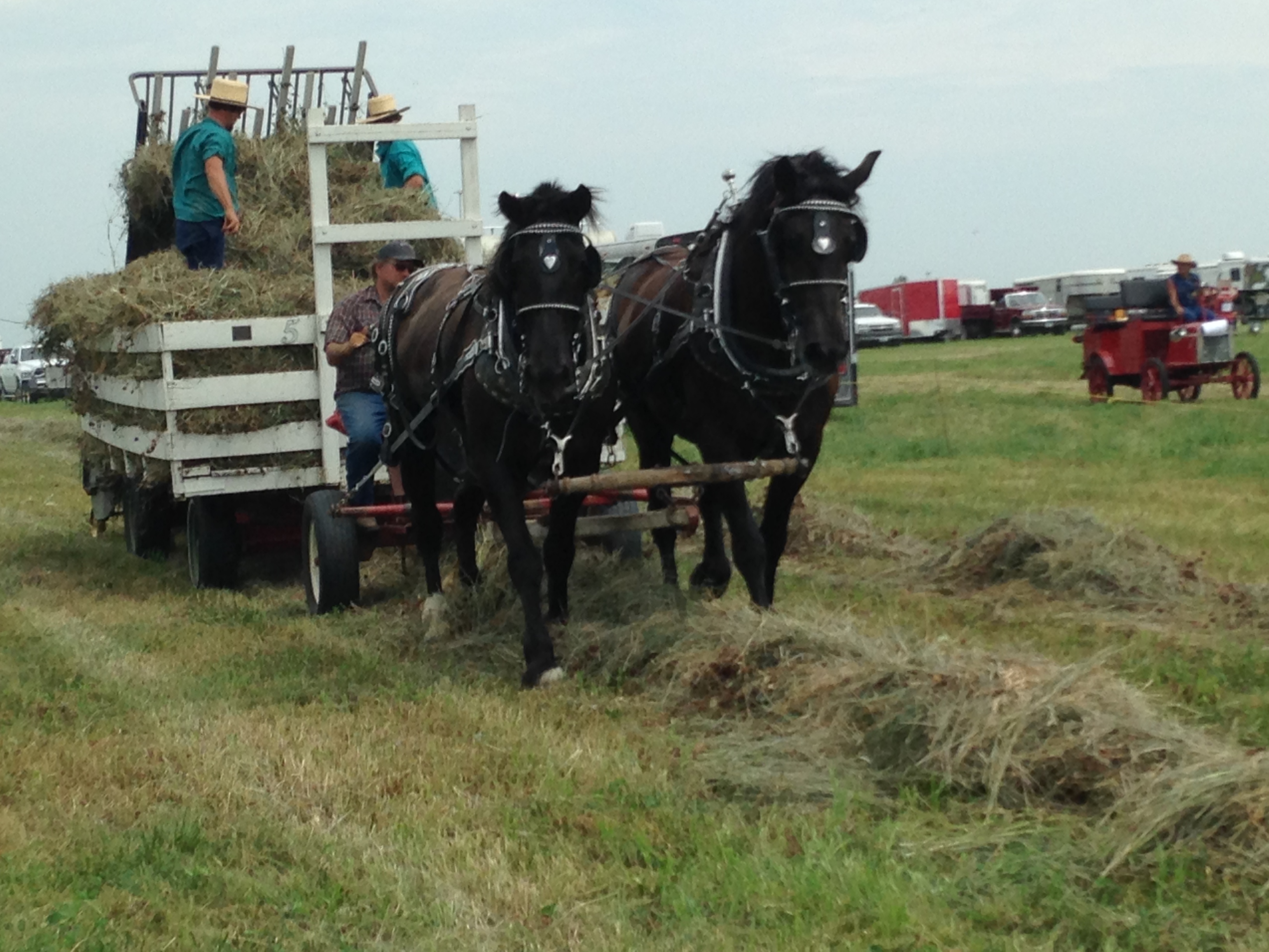 A team of black Percherons pulls a hay rack at an antique power show near Owl Acres. Two Amish farmers in straw hats pack the loose hay onto the wagon with pitchforks.