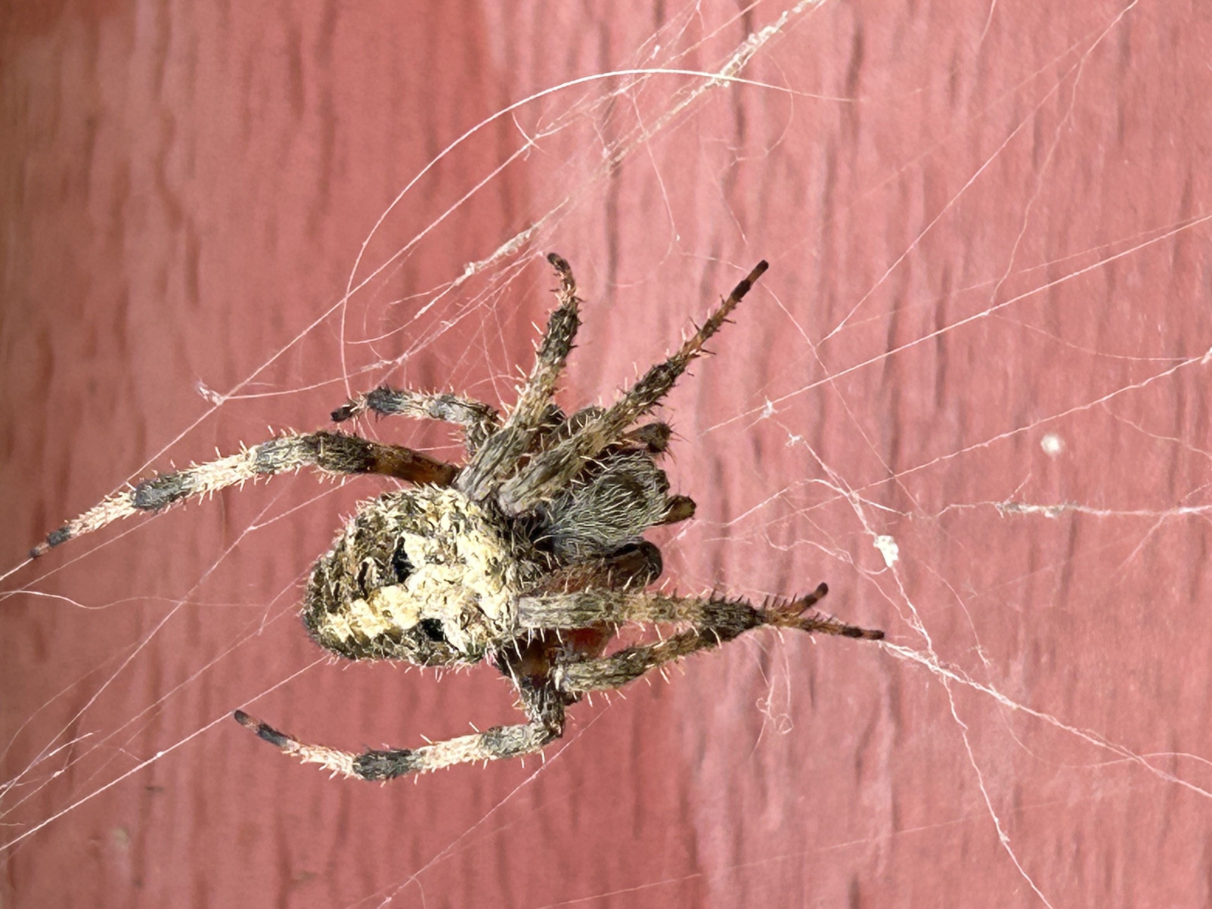 A hairy brown spider with white leg markings sits on a tangle of web strands. Behind the Spotted Orb Weaver is the red siding of the house, outside the window of Karen’s study.