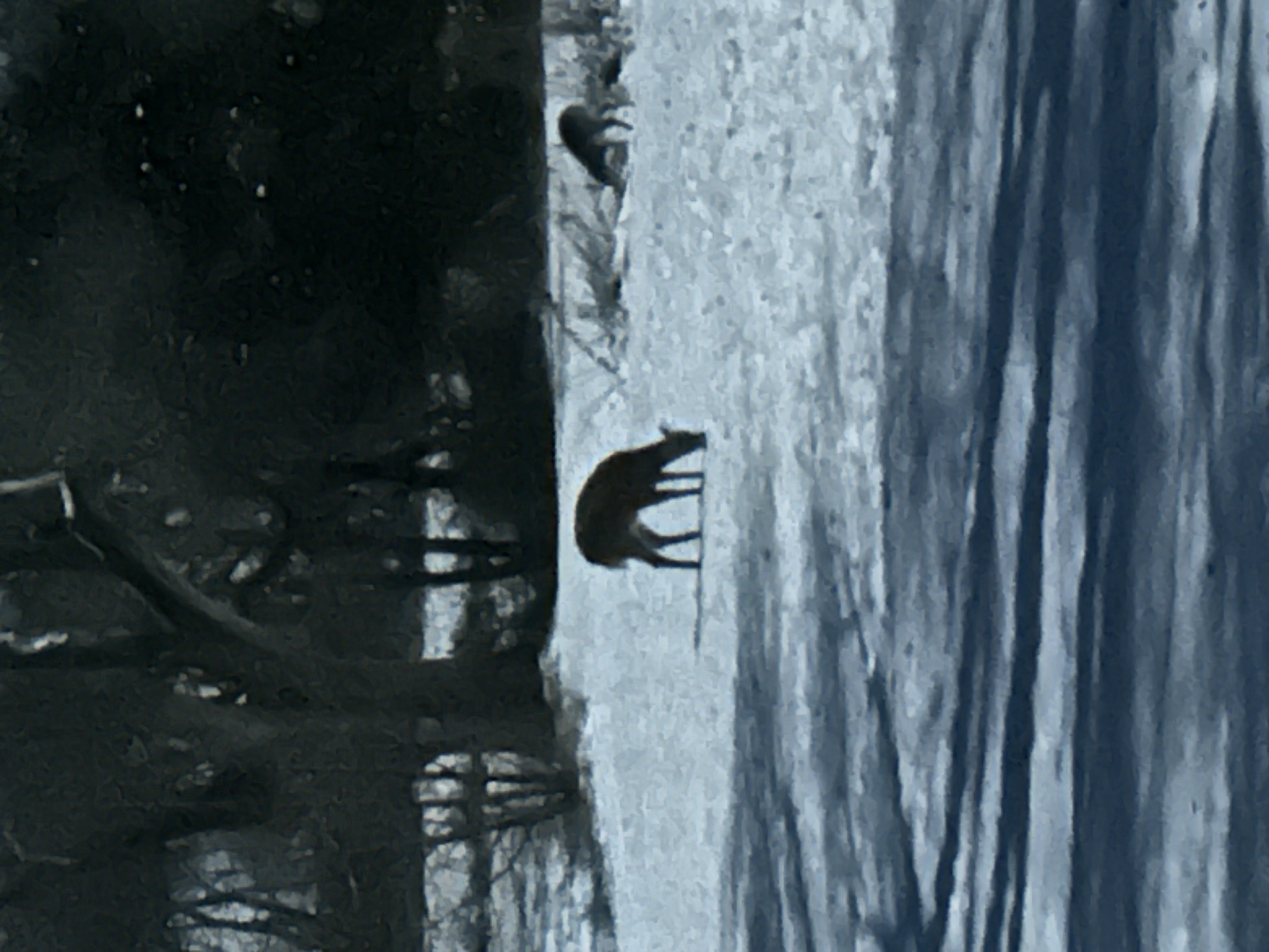 Two white tail deer browse in the moonlit snow in the front yard. They are juveniles or females and aren’t wearing antlers.