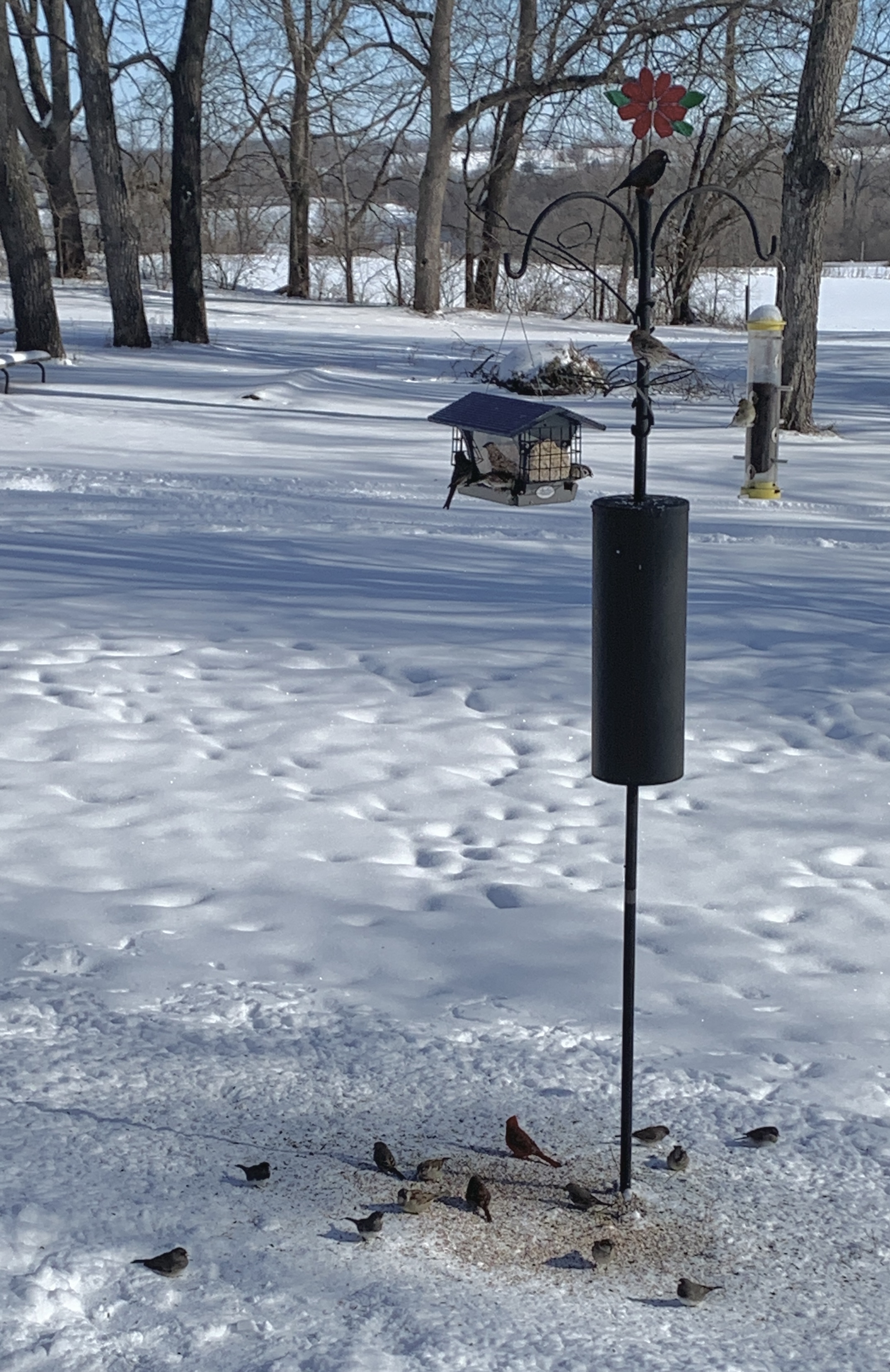 The house-style birdseed feeder hangs from a shepherd’s hook on a cold day. The world is stark white after yesterday’s snow. A mixed flock of juncos, cardinals, finches, sparrows, chickadees and a few others forage on the ground while a few more kick out seeds from the tray above.
