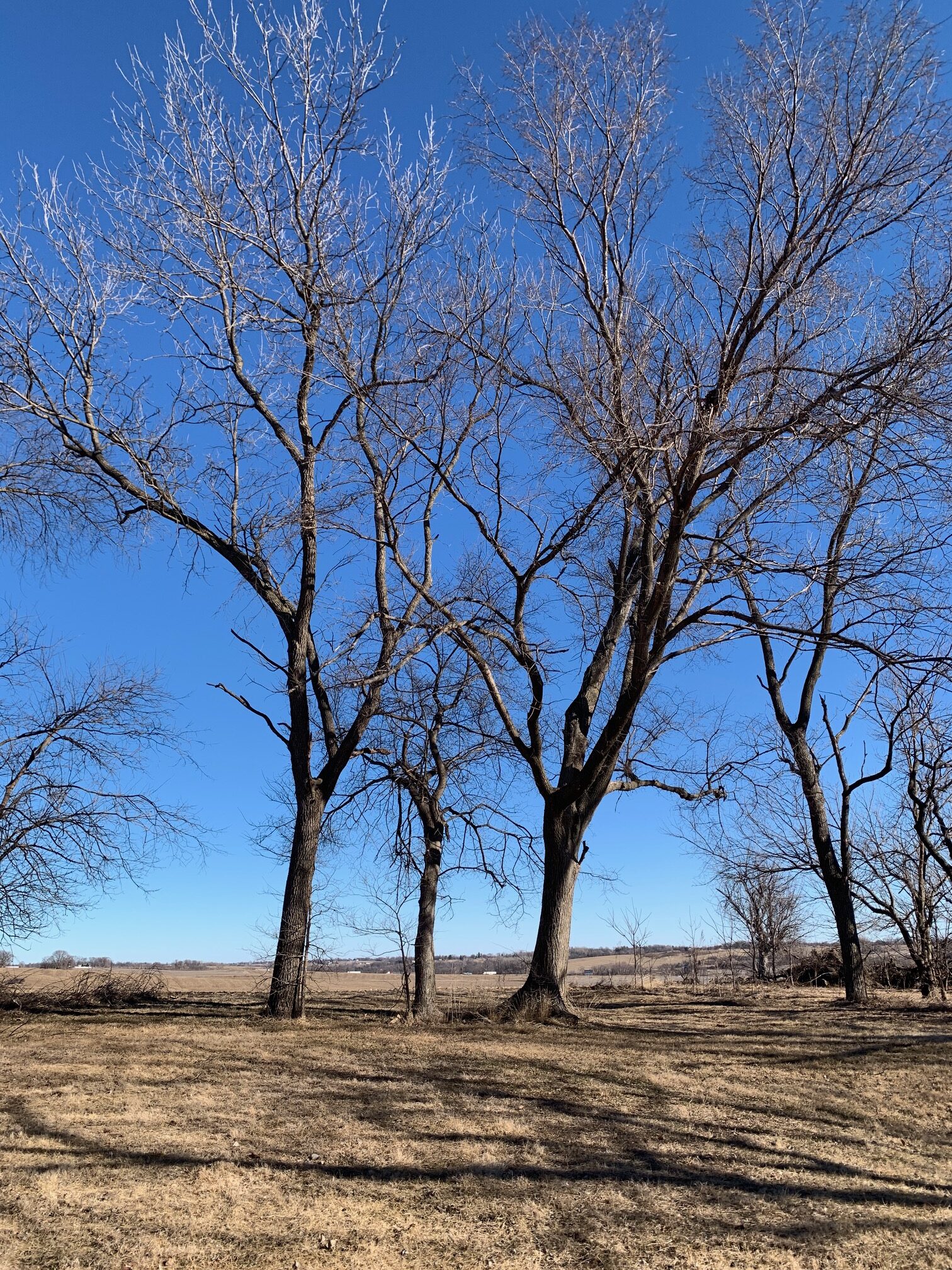 A small group of bare trees stands in the north fence row on a late winter day. The sky is brilliant blue; the rest of the world is drab. The tree on the right is an American Elm, one of less than ten remaining on Owl Acres. On the left is a Black Walnut, in the middle is a Black Cherry and the little weedy trees among the big ones are Hackberries.