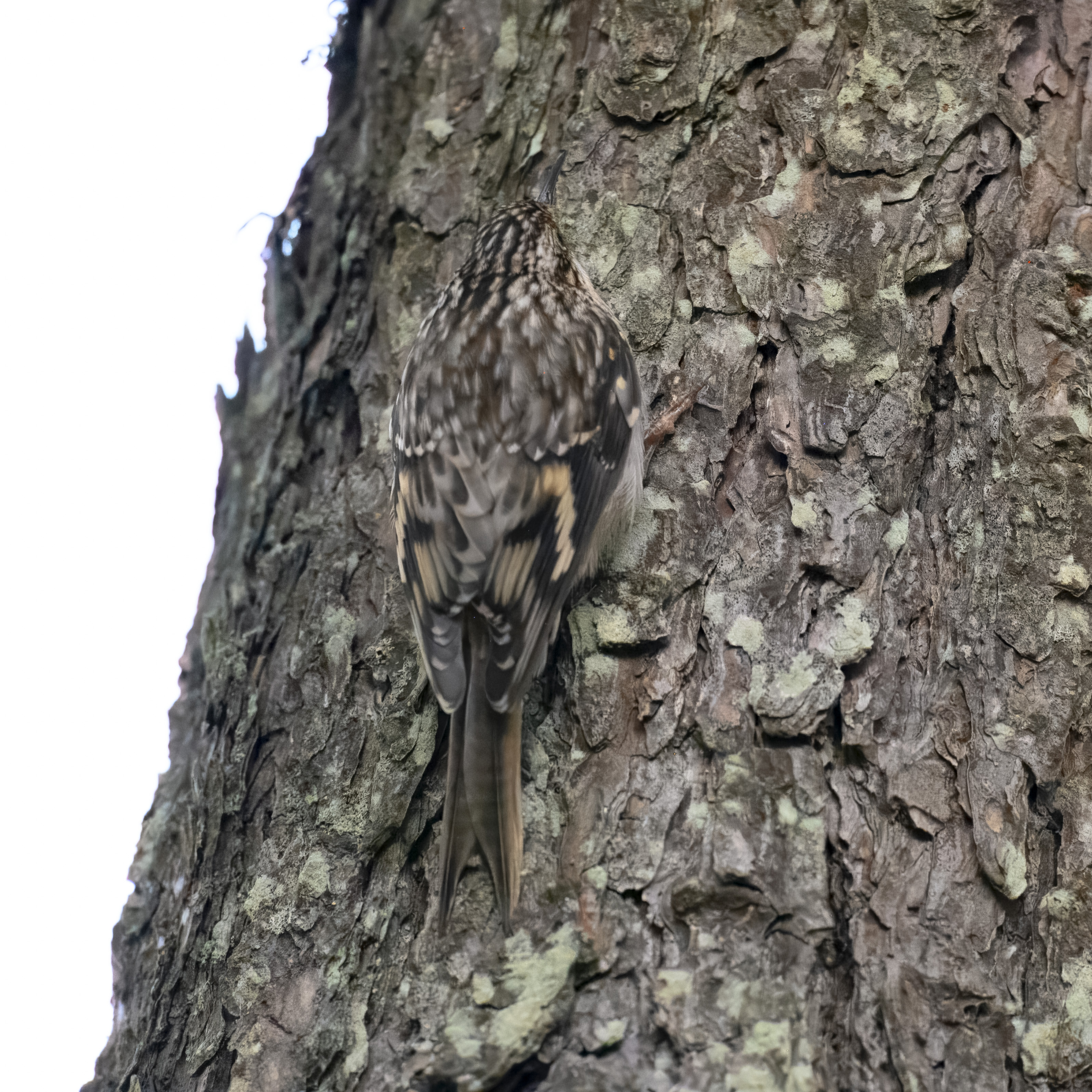 A brown creeper displays its remarkable camouflage as it clings to the flaky bark of a tree. The little bird is almost invisible even in this close-up photo.
