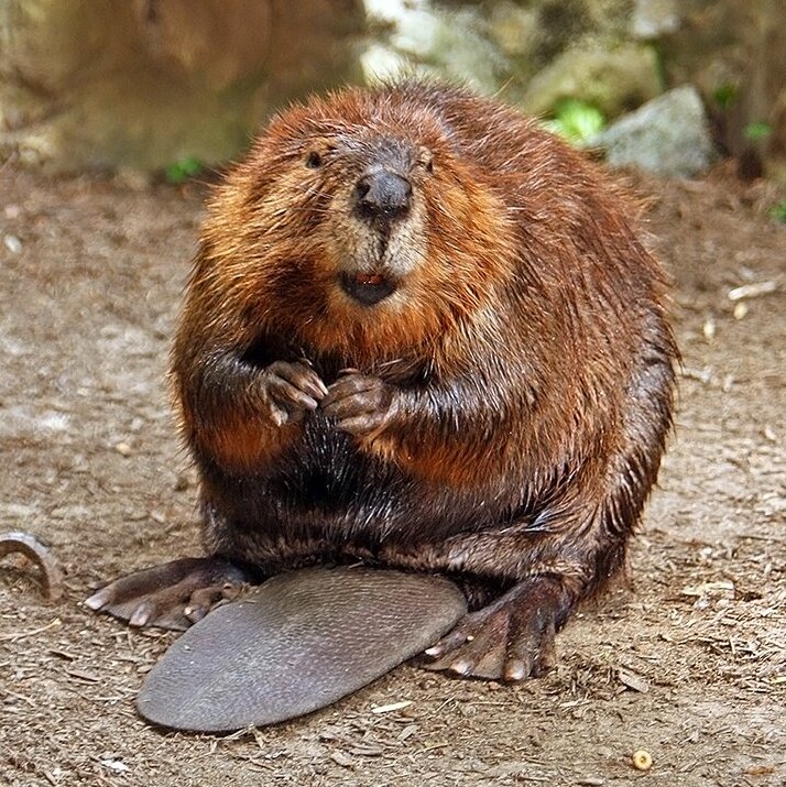 Fat brown rodent with prominent front teeth looks at the camera. American Beaver.