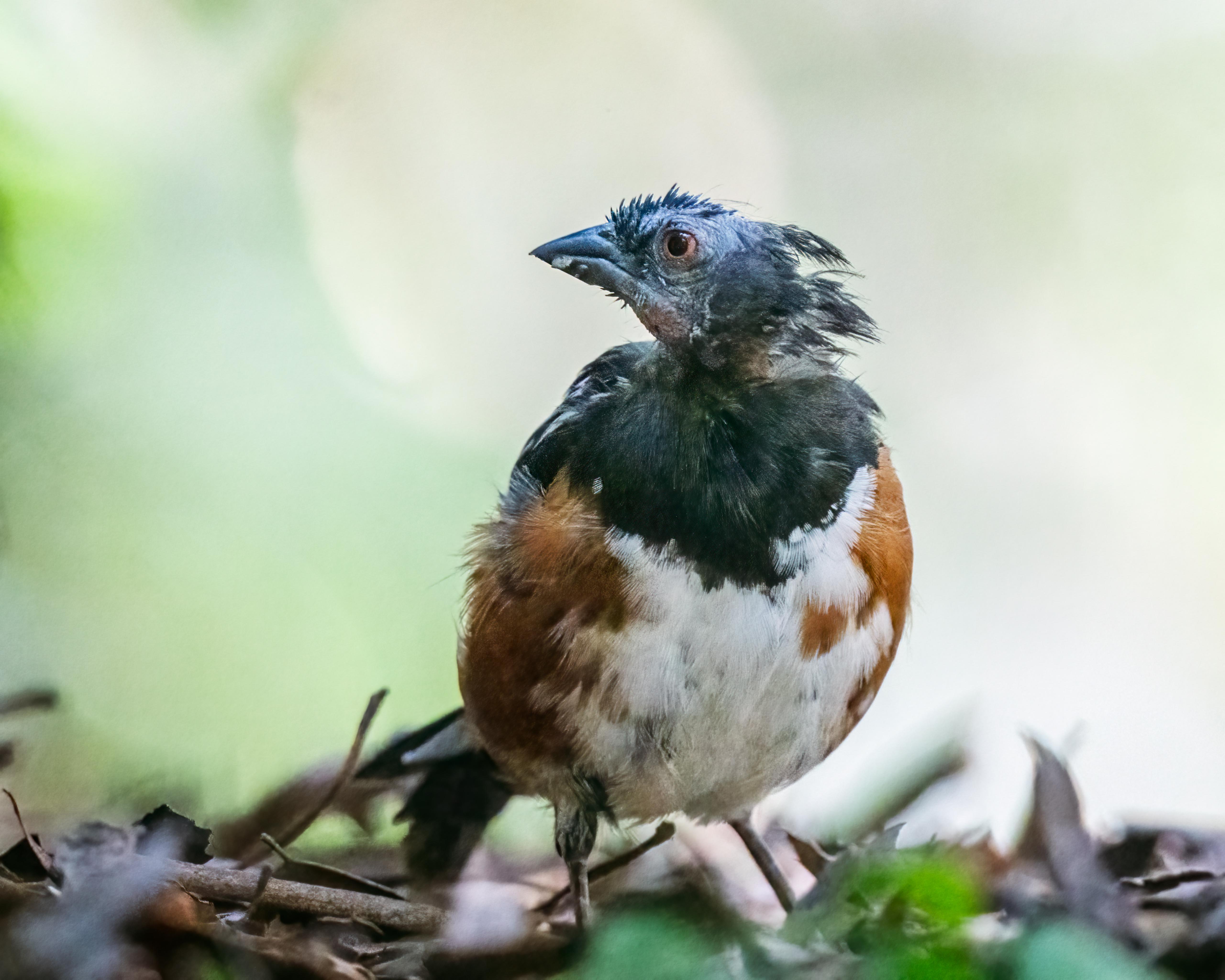 In this “Only a Mother Could Love” view, a ragged-looking Spotted Towhee is pictured in molt. Most of his fluffy head feathers have been shed and he’s a sorry sight. This normal process will have the songbird re-feathered in a few days.
