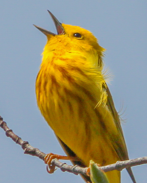 View looking up at a handsome green and yellow songbird singing from a twig. Yellow warbler