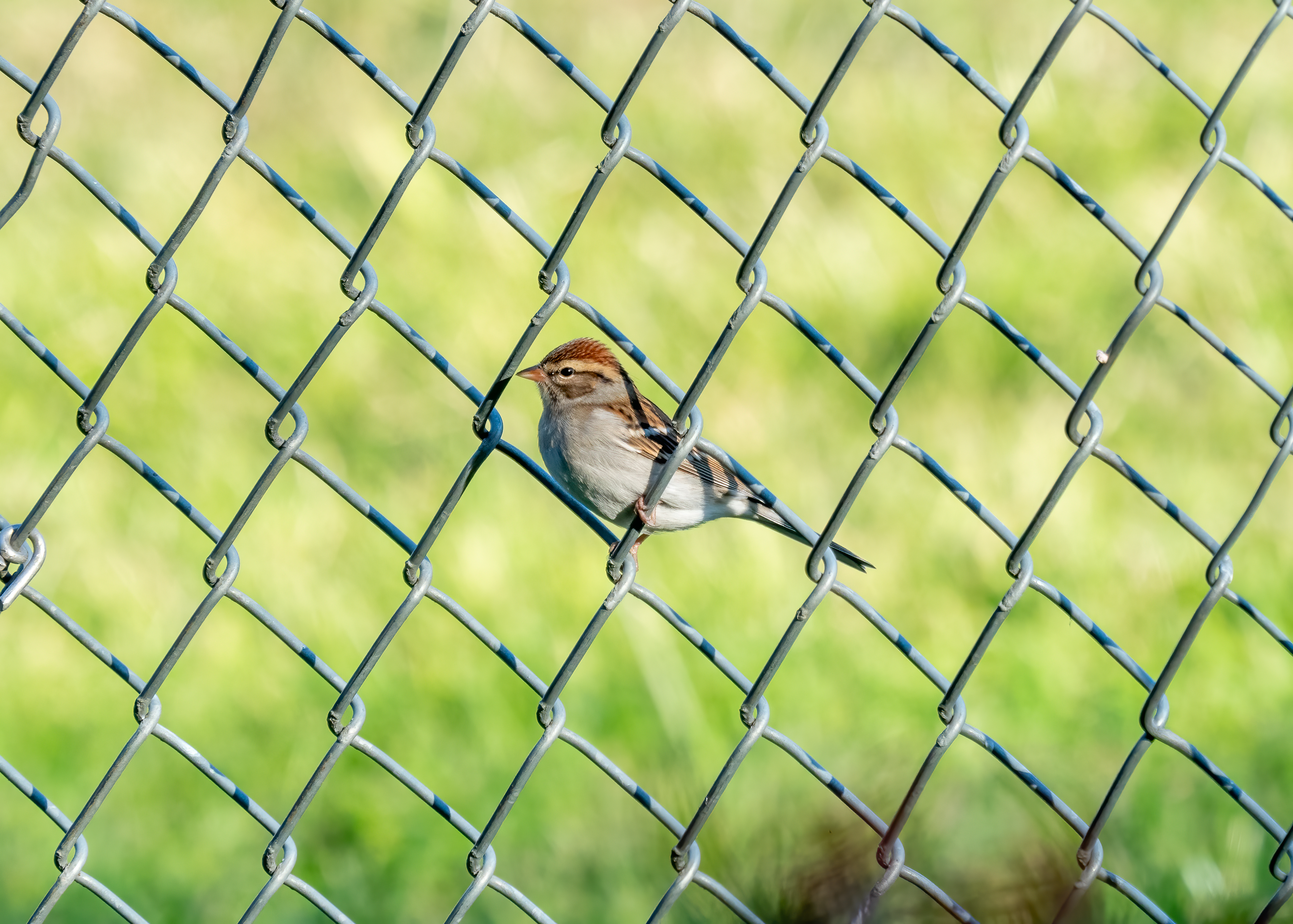 A grey-and-chestnut songbird perches in a diamond shaped opening in a chain link fence. Careful composition, placing the green background in soft focus, creates a portrait of wildlife successfully adapting to life in proximity with humans. Images such as this don’t happen by accident. They result from preparation, patience and opportunity. Heartland Safari salutes the photographers who create these gems and make them available for us to enjoy.