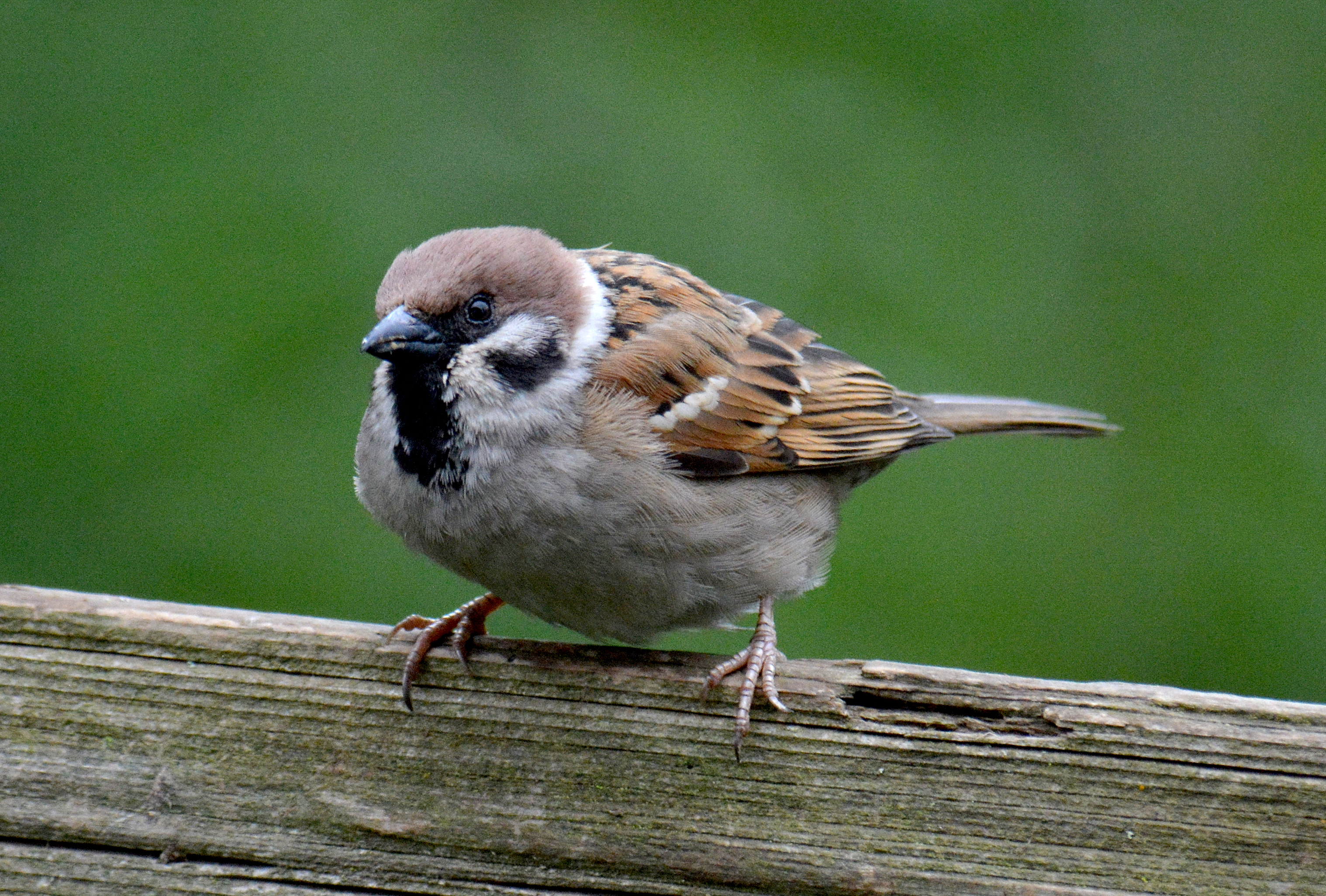 Mottled grey, white, brown and black songbird crouches menacingly on a weathered board. Eurasian Tree Sparow sports a black bib similar to (and easily confused with) its cousin English Sparrow. We can’t tell the difference, but Merlin Bird ID to the rescue.