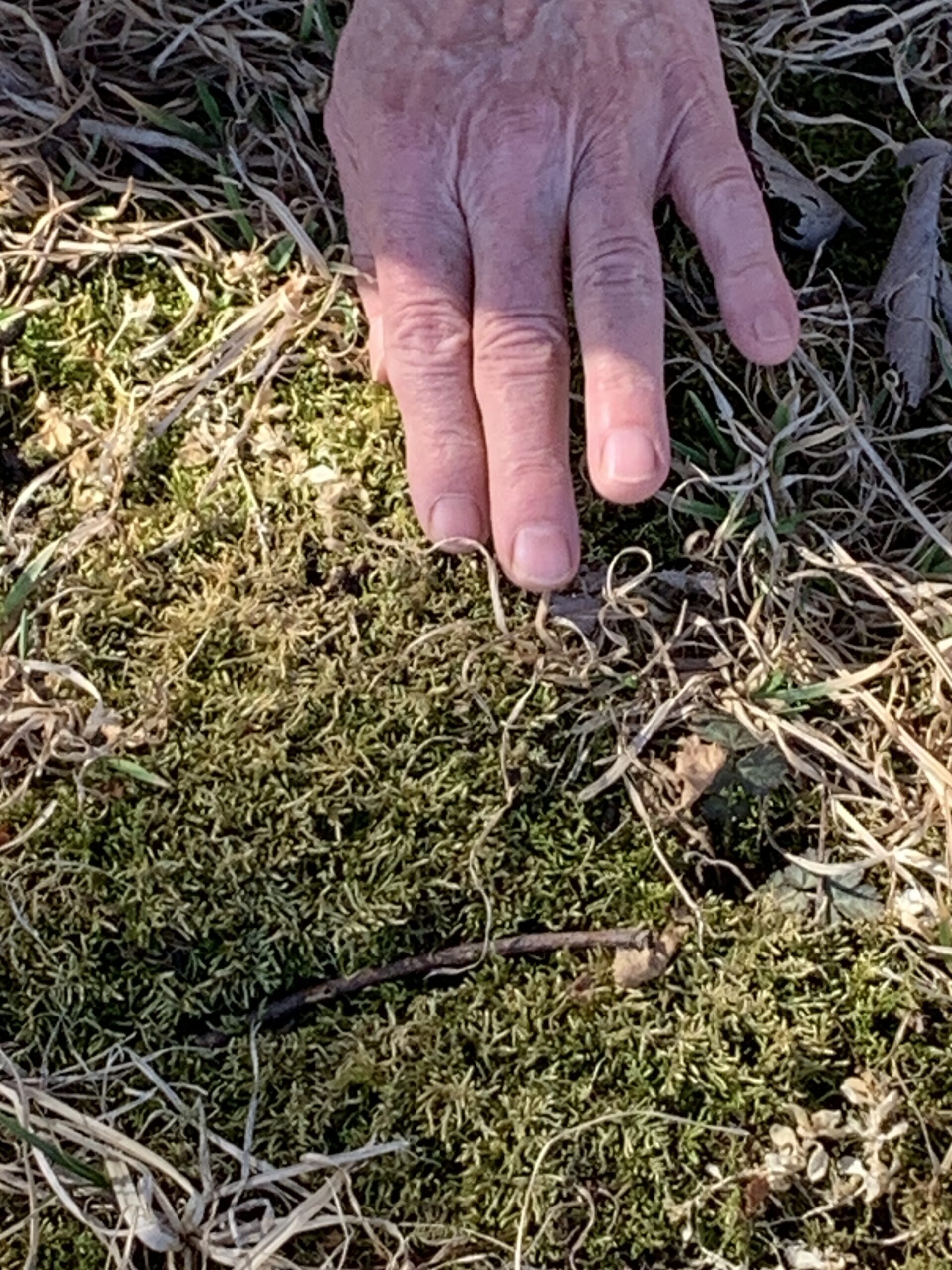 Karen’s fingers rest on a soft cushion of moss, one of the early plants to green up in departing winter.