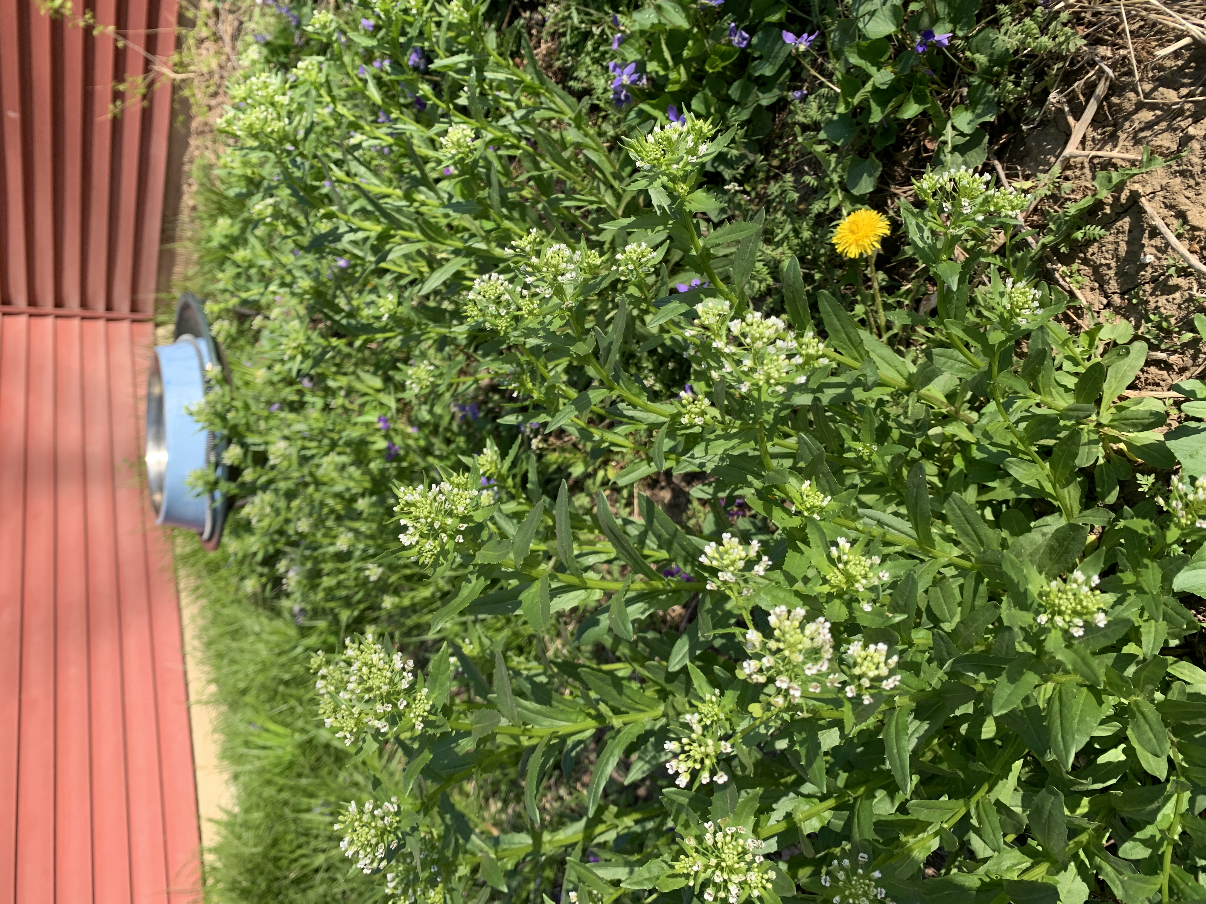 Just out the window is Karen’s Study Garden. It sports a chaotic mess of species (might call them weeds). The charm of this little plot is that each spring, a different plant finds its ideal conditions and becomes profuse. This year, the star of this unscripted show is Field Pennycress. Next year it will be something else and we don’t have any idea what it will be.