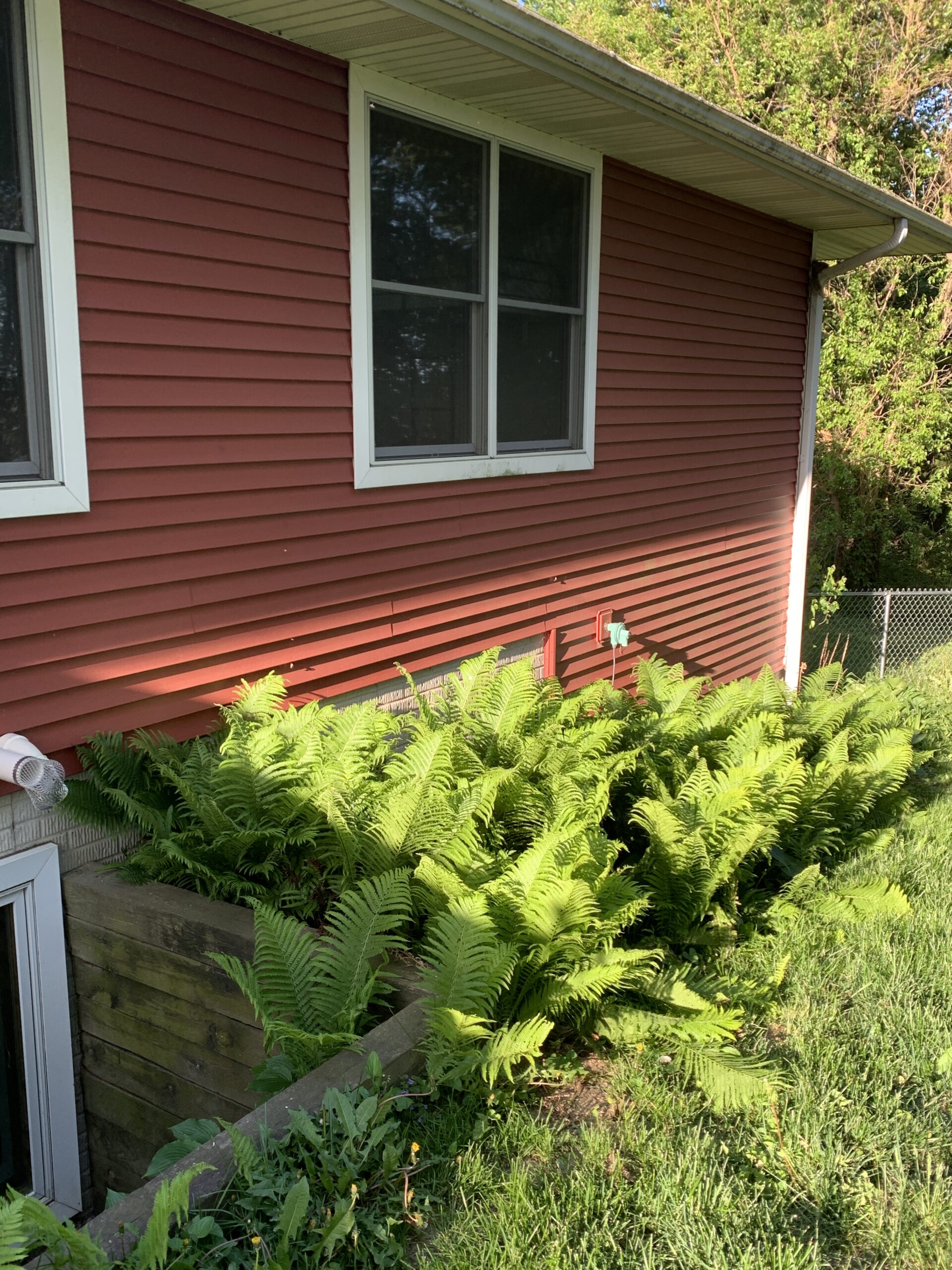 Karen’s Ostrich Ferns growing along the north side of the house on Owl Acres. Because of its location, this image can only be captured from mid spring to mid fall when the morning sun is far enough into the northern sky to shine directly onto these shade tolerant plants.