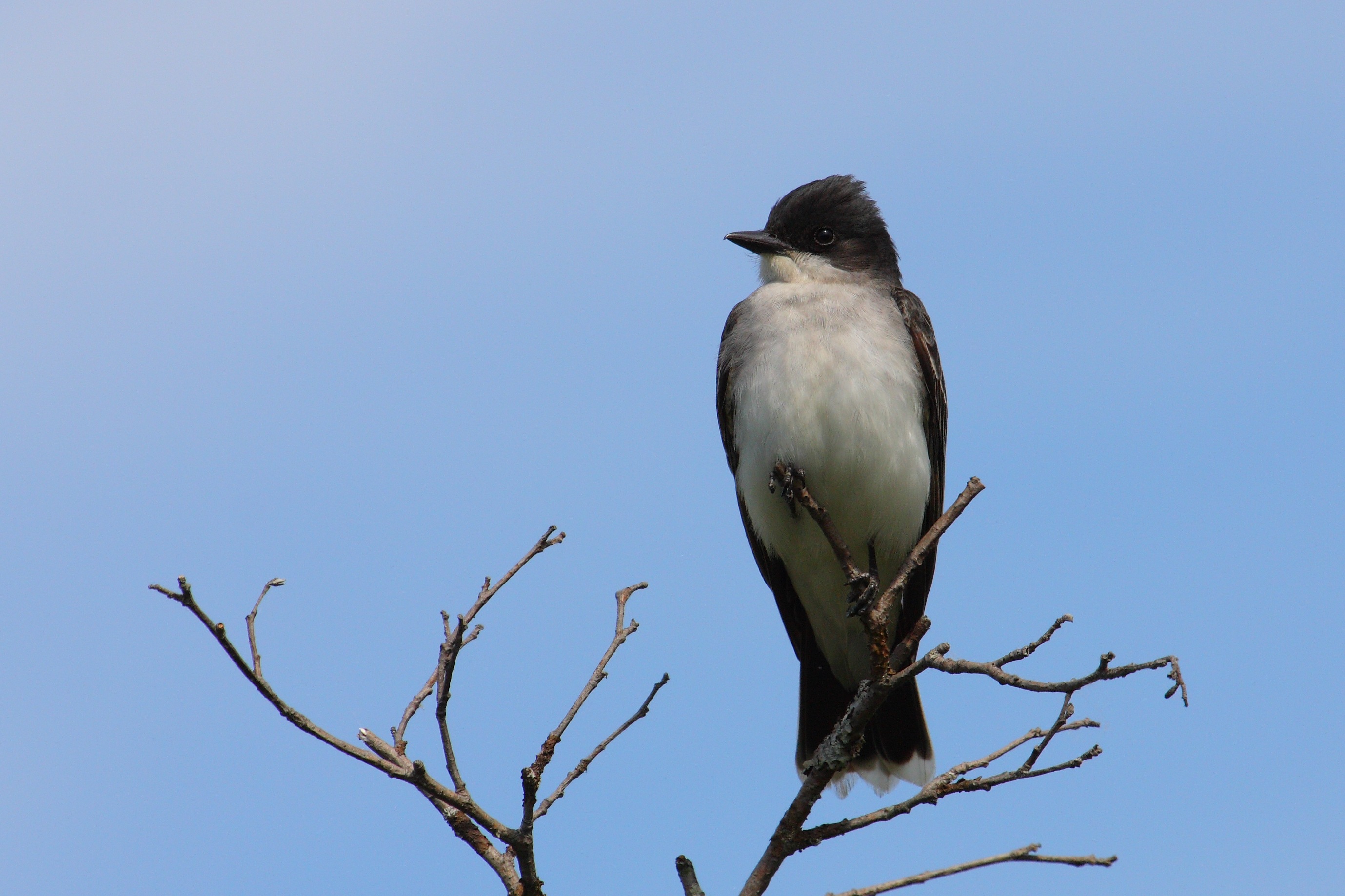 White-breasted songbird perches on a twig in a tree high overhead, against a backdrop of clear blue sky. A tuft of crown feathers shapes the bird’s head profile into a blunt peak.