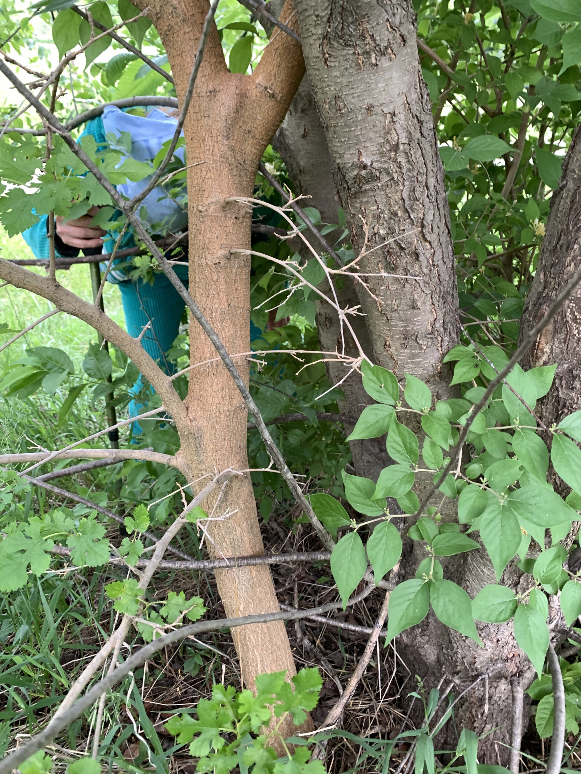 A tangle of species forms a thicket on Owl Acres. Visible are American Black Cherry, White Mulberry, Amur Honeysuckle and a few leaves of American Elm, growing tightly together in competition for sunlight, nutrients and room to grow. The cherry has a head start, but the Mulberry is aggressively invasive. We’ll eventually have to put an end to it by cutting everything out to give something else a chance. (Homo sapiens is also visible crouching amid the thick foliage.)