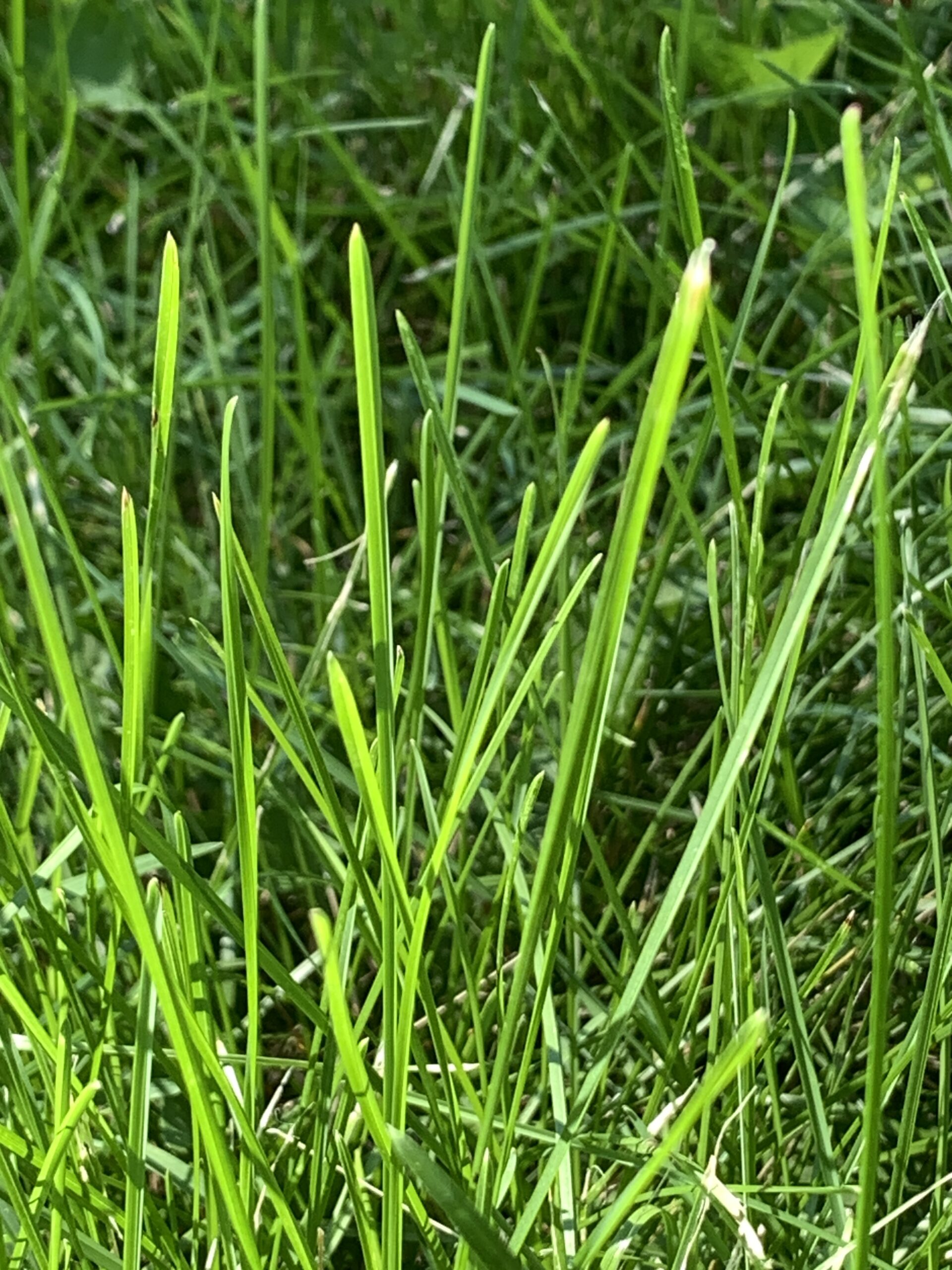 What’s as uniform, or as boring, or as soft and luxurious underfoot, as Kentucky Bluegrass? Not much else to say, is there?
