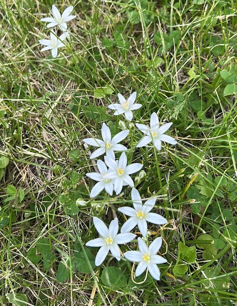 Snow white, 6-petaled flowers with yellow centers smile up from the green jumble of species that make the yard of Owl Acres. Star-of-Bethlehem, Bird’s Milk or any of several other names, the inch-wide blooms were among the first to appear in mid-May.