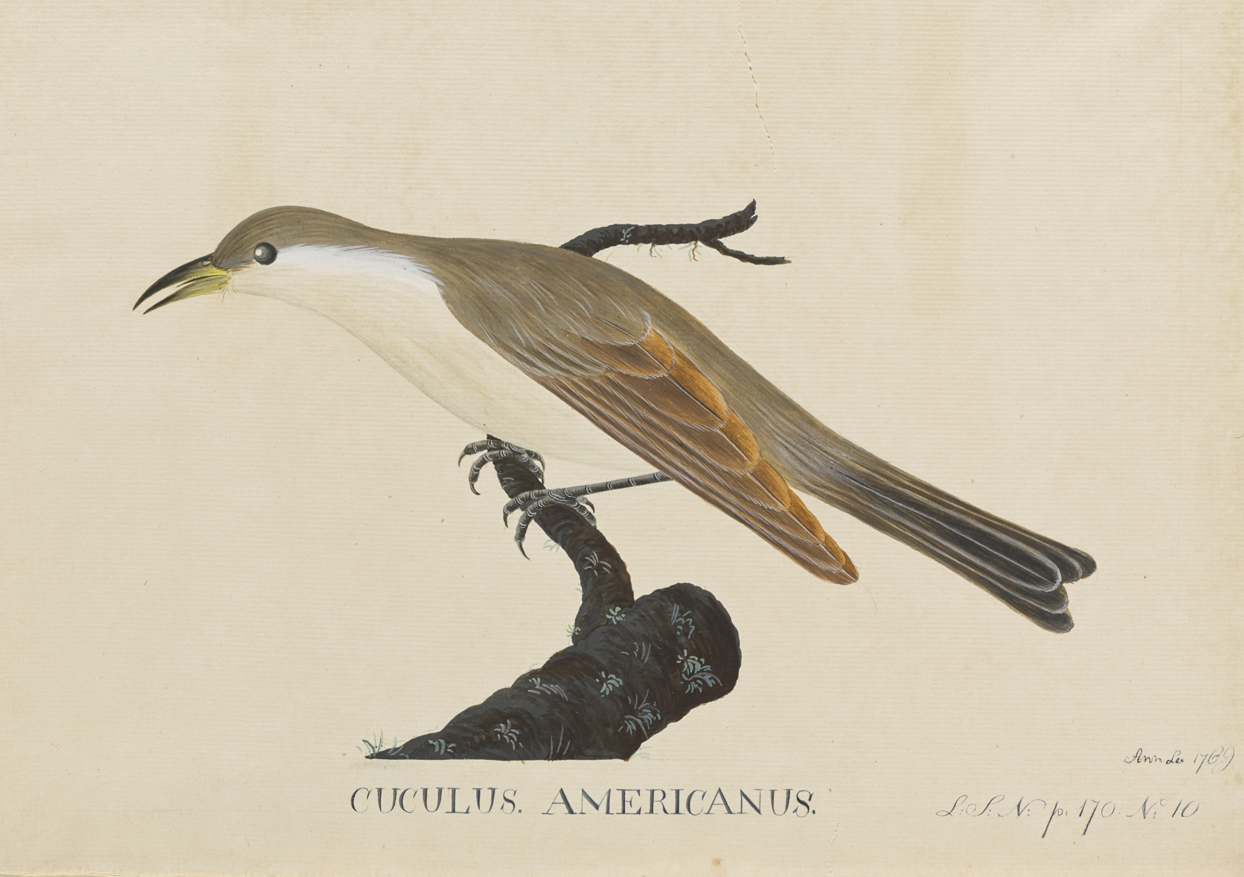 To join America’s 250th Birthday Party, Heartland Safari presents this image of a Yellow Billed Cuckoo. The pen and ink drawing was made around 250 years ago by Ann Lee. We invite you to follow the link above and read more about the young lady whose work has time-traveled a quarter of a millennium to grace today’s post.