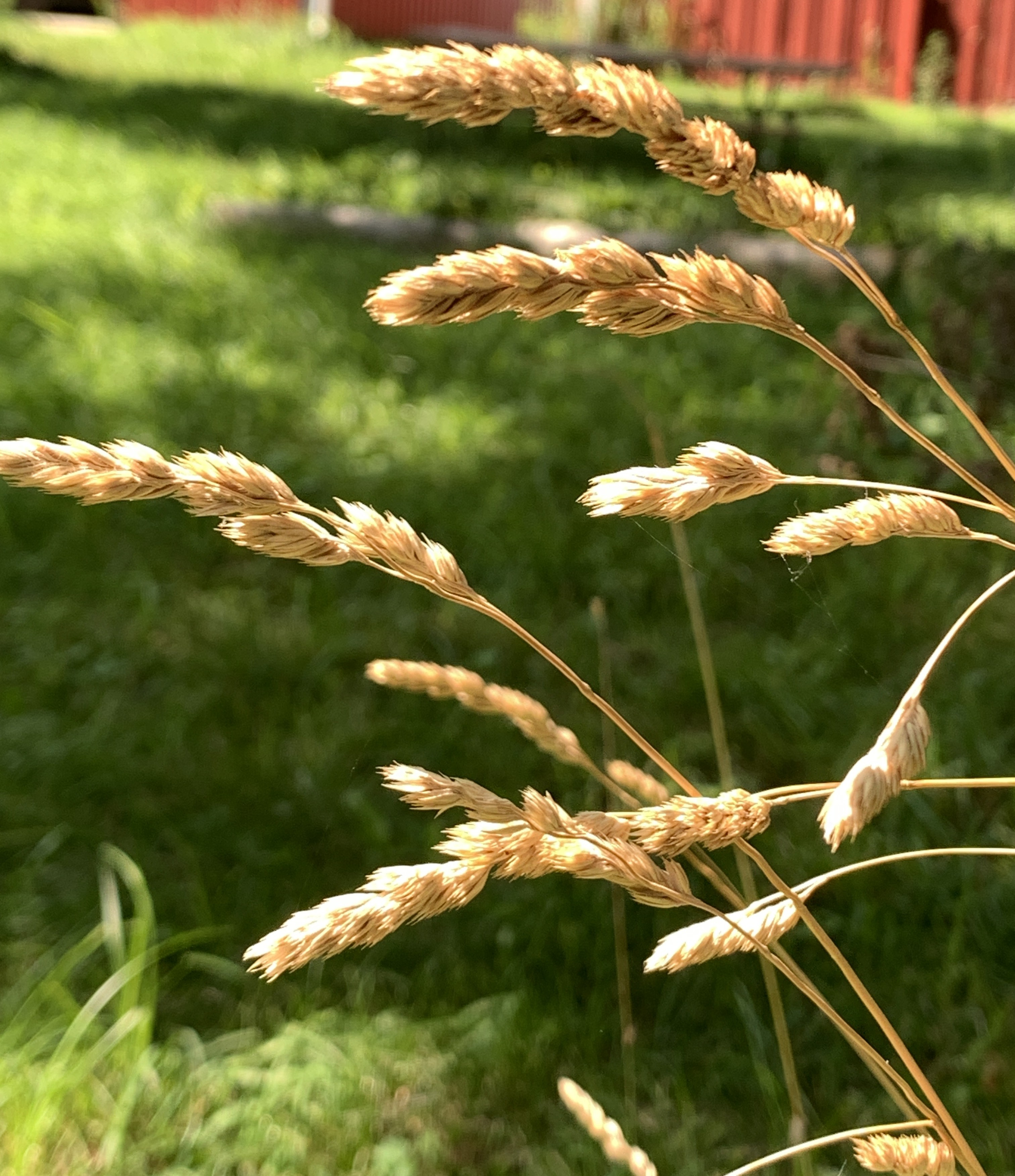 Tawny, chevron-shaped panicles of orchard grass fill the frame of this close up image. The distinctive shape of the seed heads is the easiest way to identify this soft, fine-bladed forage species.