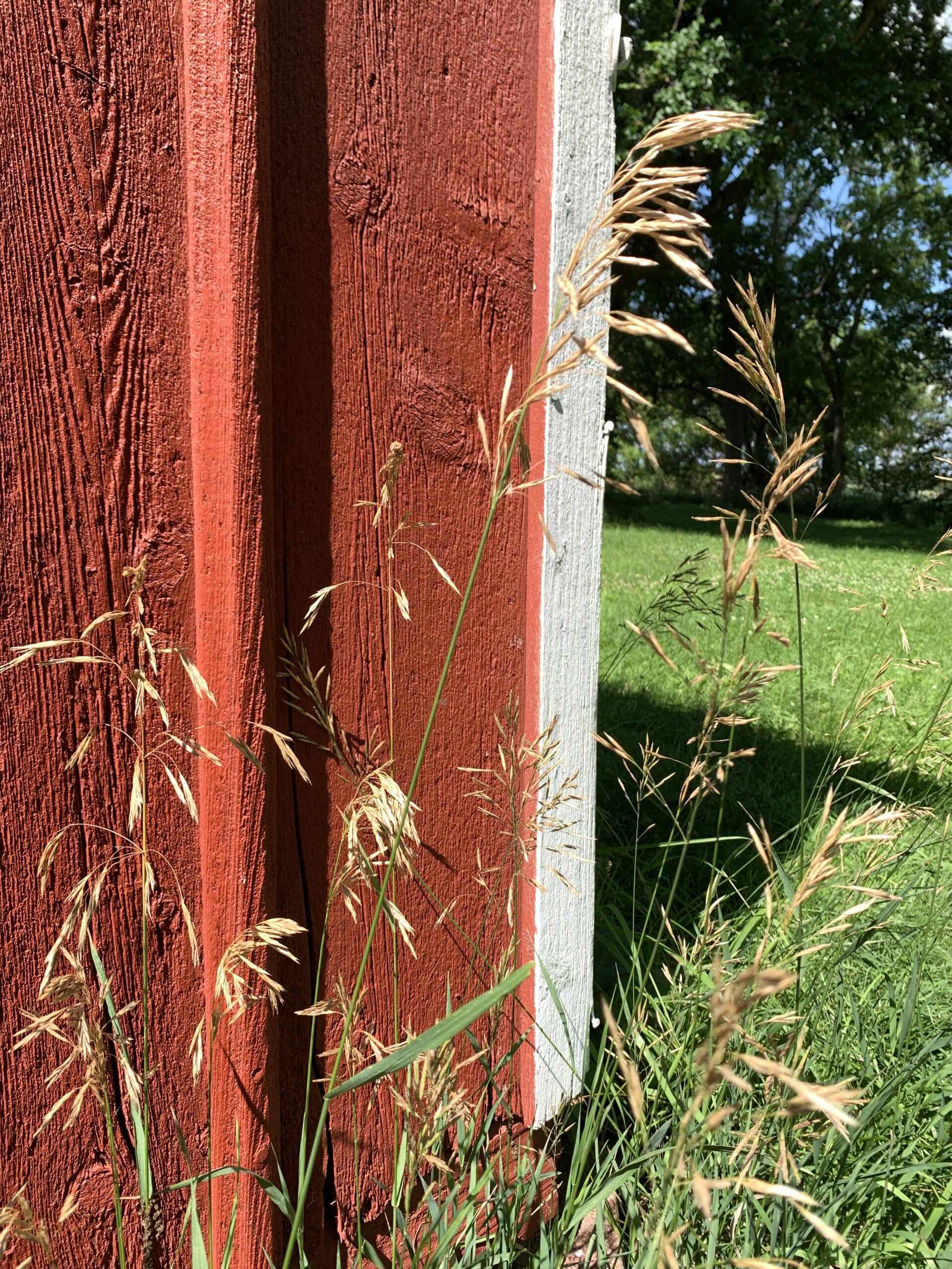 Loose collections of seeds lean out from the top of a long stem of grass. Smooth Brome Grass stands in front of a barn-red outbuilding on Owl Acres. This is one of the main forage grasses on the place.