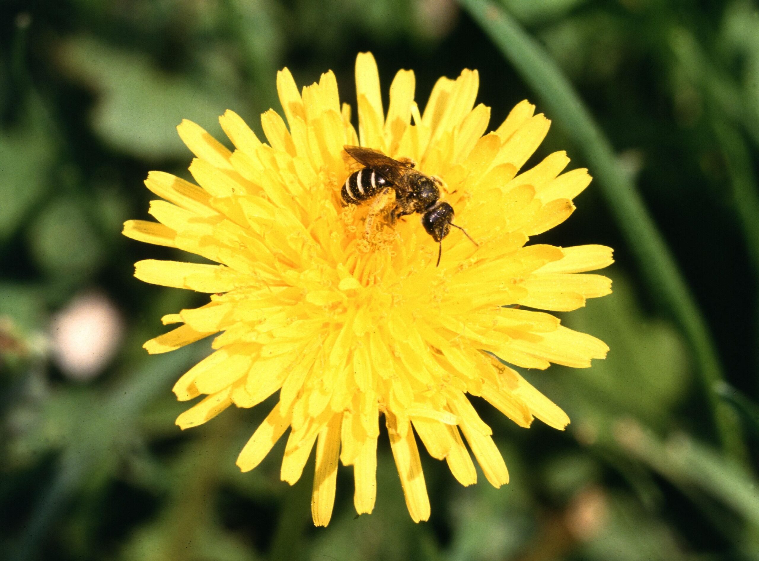 Take your pick. A sweat bee on a dandelion. Genus unknown, Species unknown. But go out in your yard right now, and there they’ll all bee.