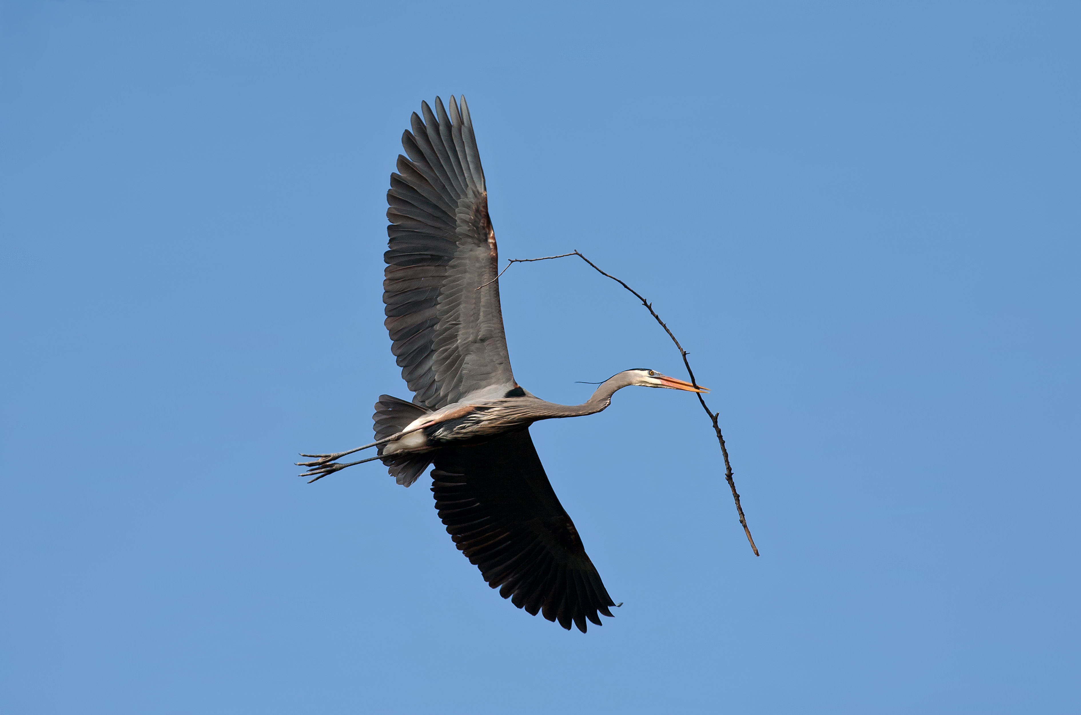 Great Blue Heron in flight, viewed from below against a cloudless blue sky. Blue-grey soaring bird with wingspan much longer than its body length. Long slender legs trail behind and neck curved into an “S” shape bears its head with a long, sharp bill. The Heron carries a long twig for nesting material. (Note how many times “long” is used in this description. It’s the right word for this bird.)