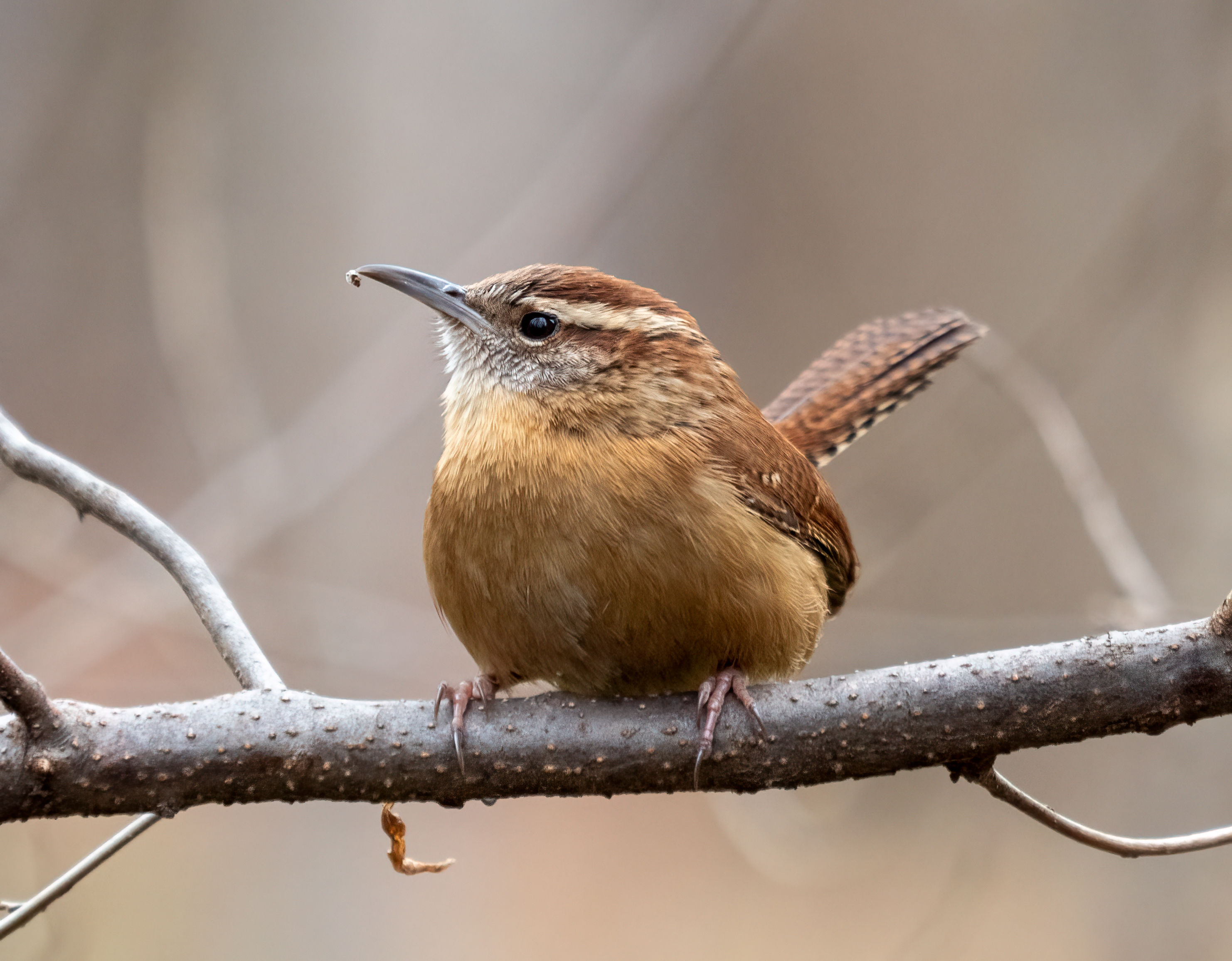 Carolina wren sits on a twig. Round songbird faces the camera, looking up and left in frame. Tail is carried high with rakish white eyebrow and buff colored breast to complete the suite of visual cues. We’ve only heard its call here on Owl Acres, but we’ll try to pick it out from the crowd at the bird feeder.