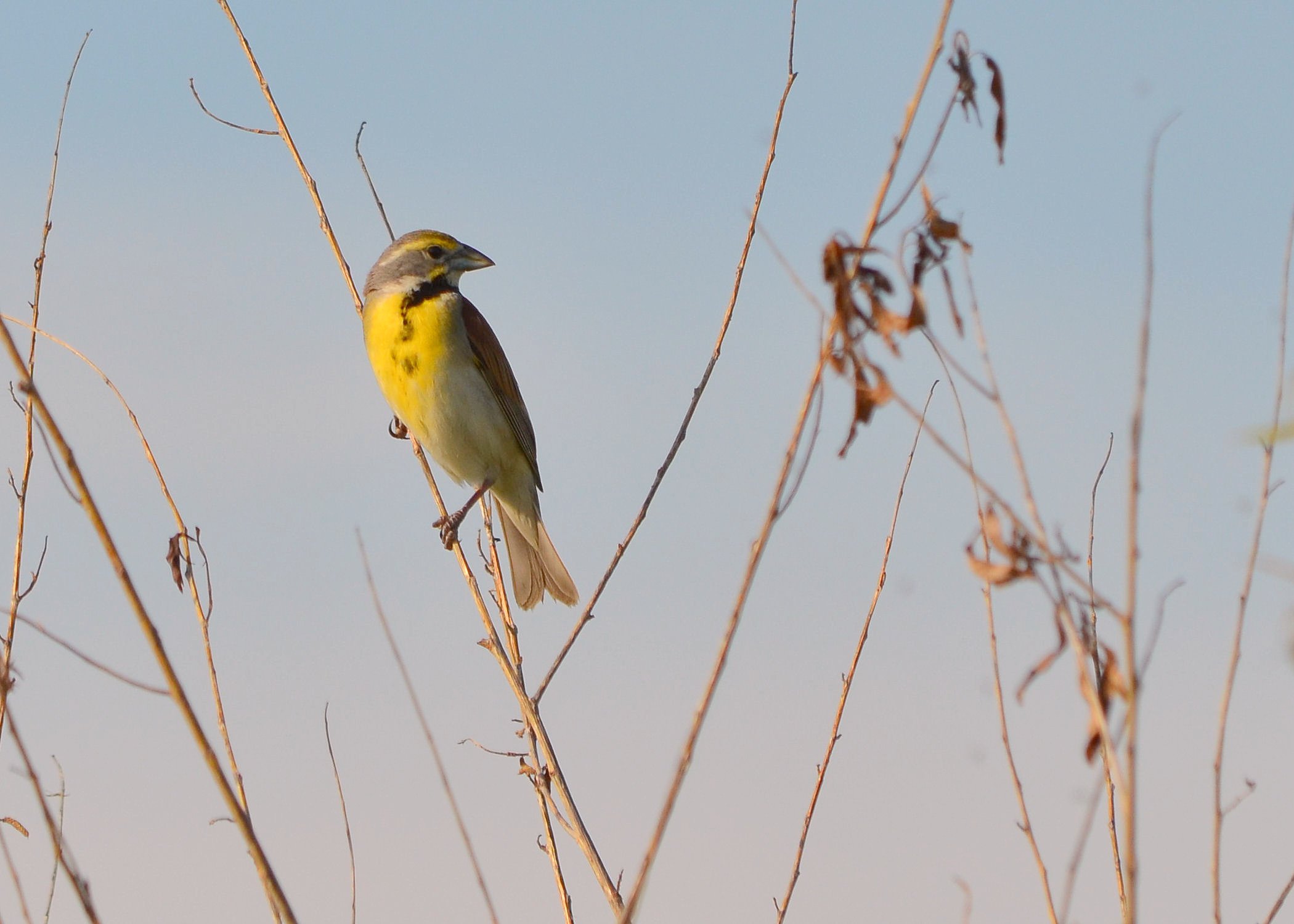 Songbird with bright yellow breast and black chest mark clings to a spindly late summer grass. Dickcissel has a stout bill and rakish eyebrow.