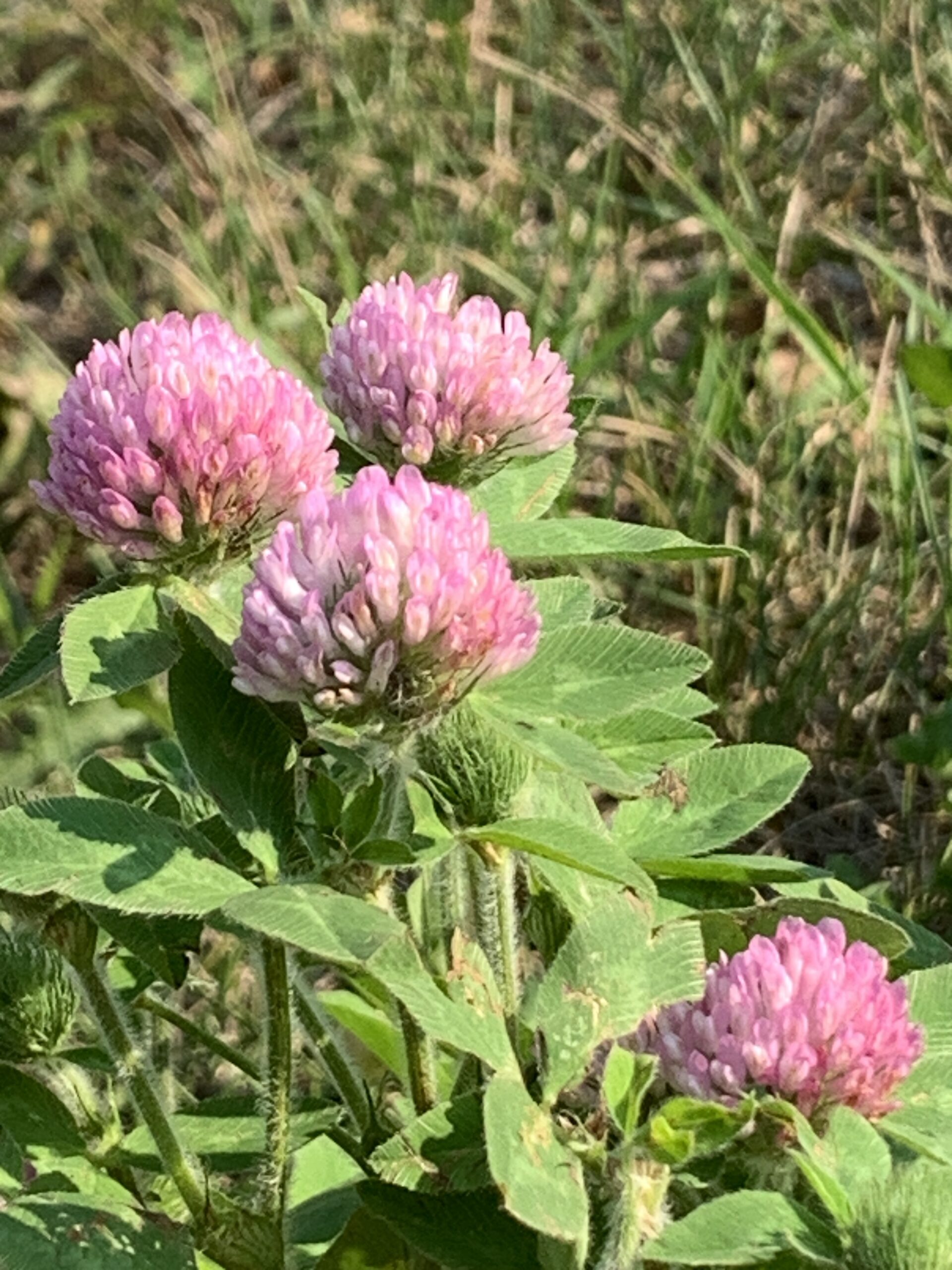Balls comprising dozens of tiny red-pink flowers sit atop upright stems of Red Clover. Foliage of this important forage species is made up with leaves of three leaflets each.